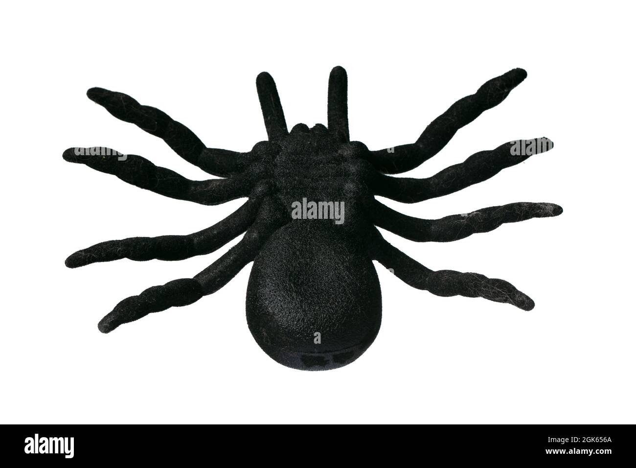 Silhouette of a black spider on a white background. Stock Photo