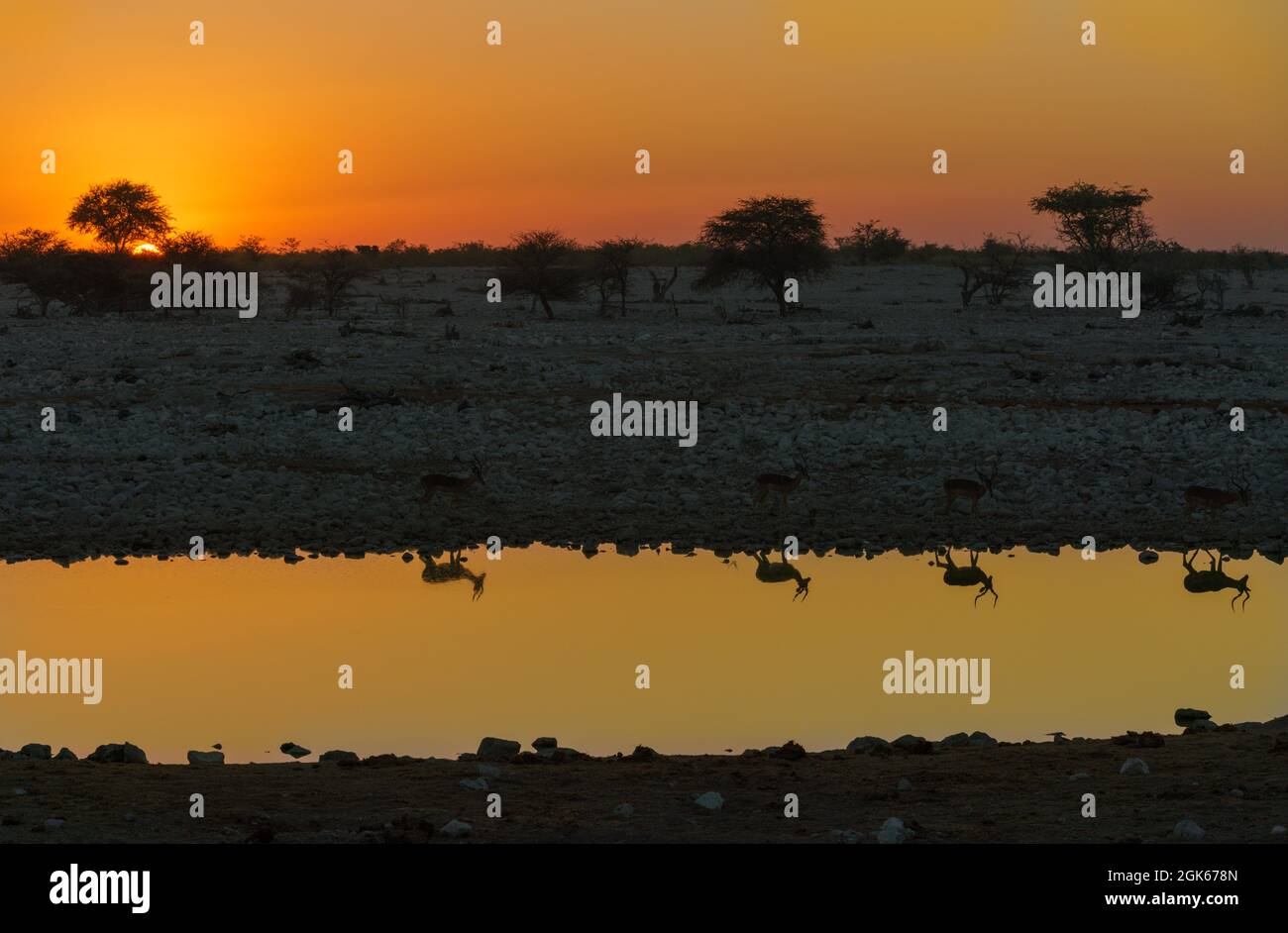 Impalas in silhouette skirting a waterhole at sunset in Northern Namibia Africa Stock Photo