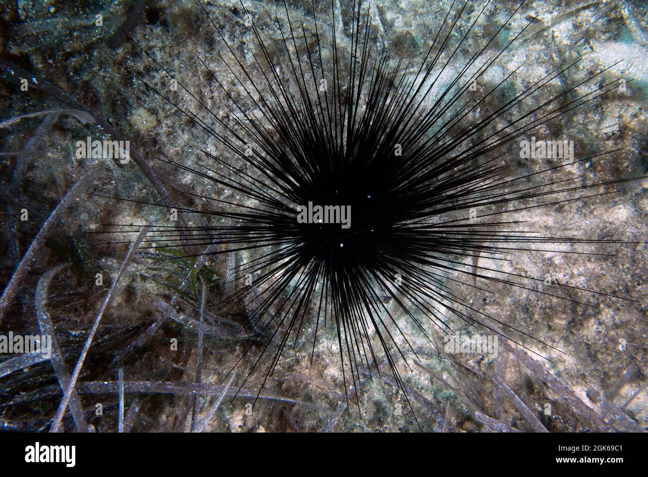 A Long Spined Sea Urchin (Centrostephanus longispinus) in the Mediterranean Sea Stock Photo