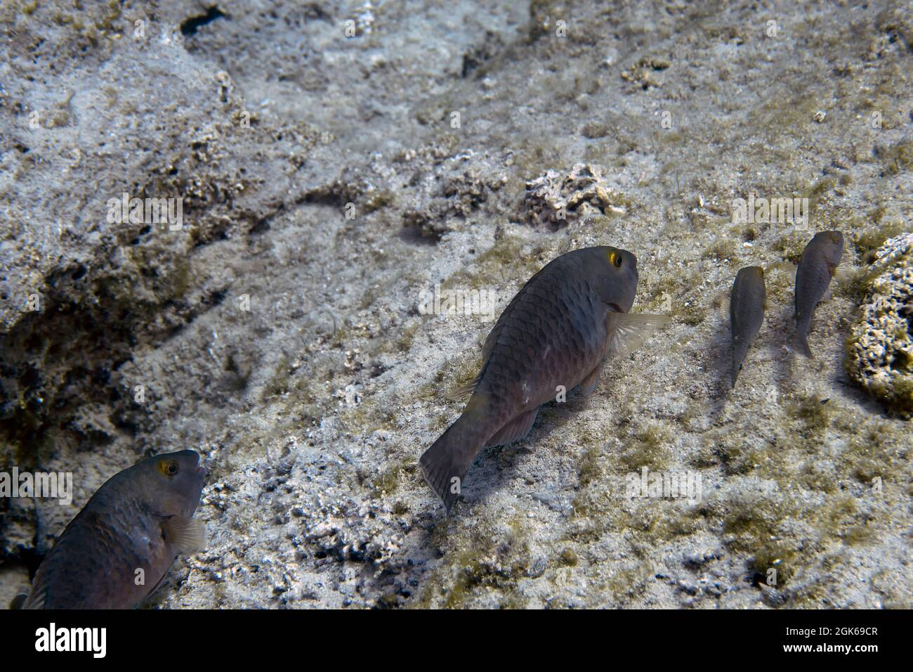 Mediterranean Parrotfish (Sparisoma cretense) in Cyprus Stock Photo