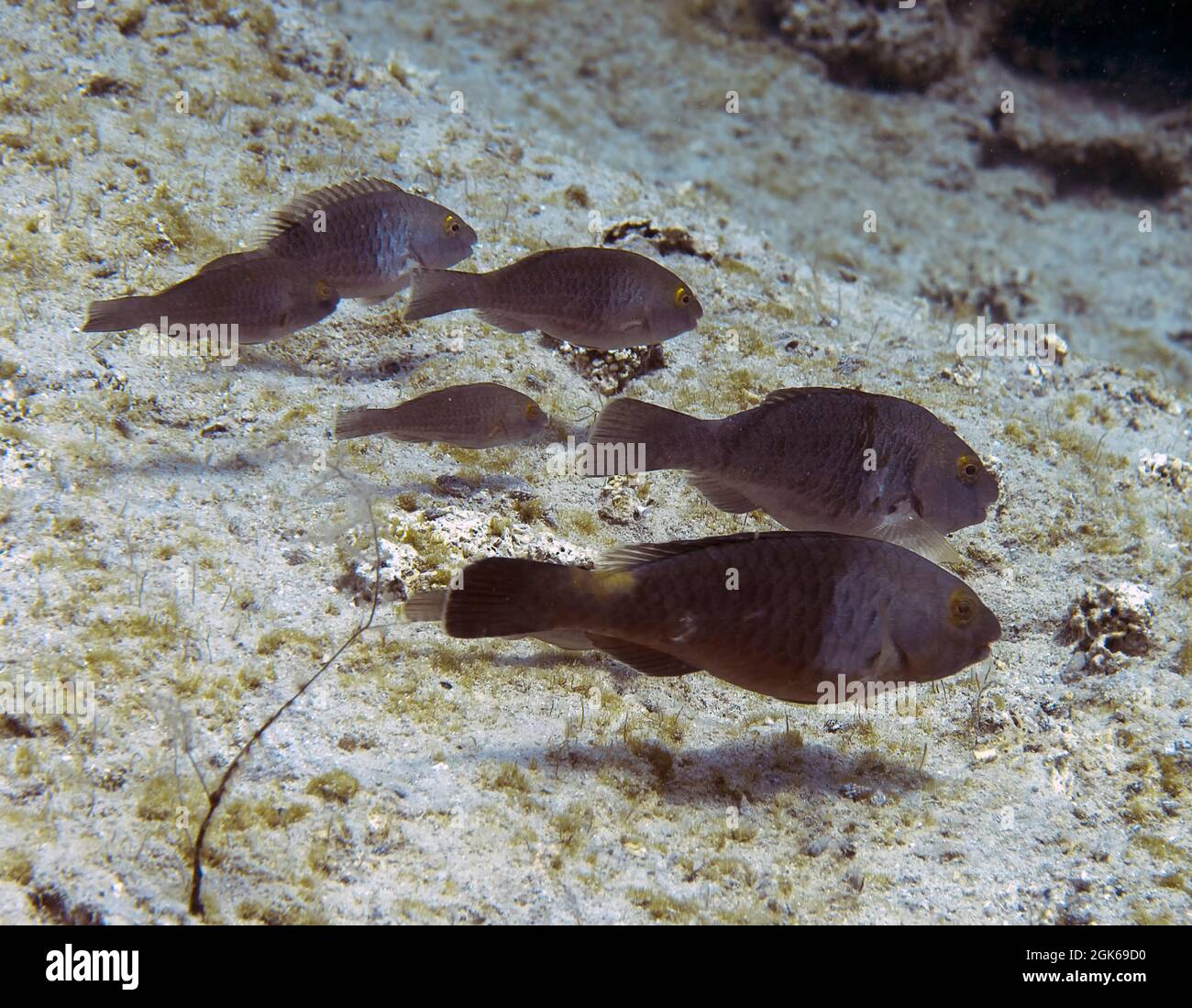Mediterranean Parrotfish (Sparisoma cretense) in Cyprus Stock Photo