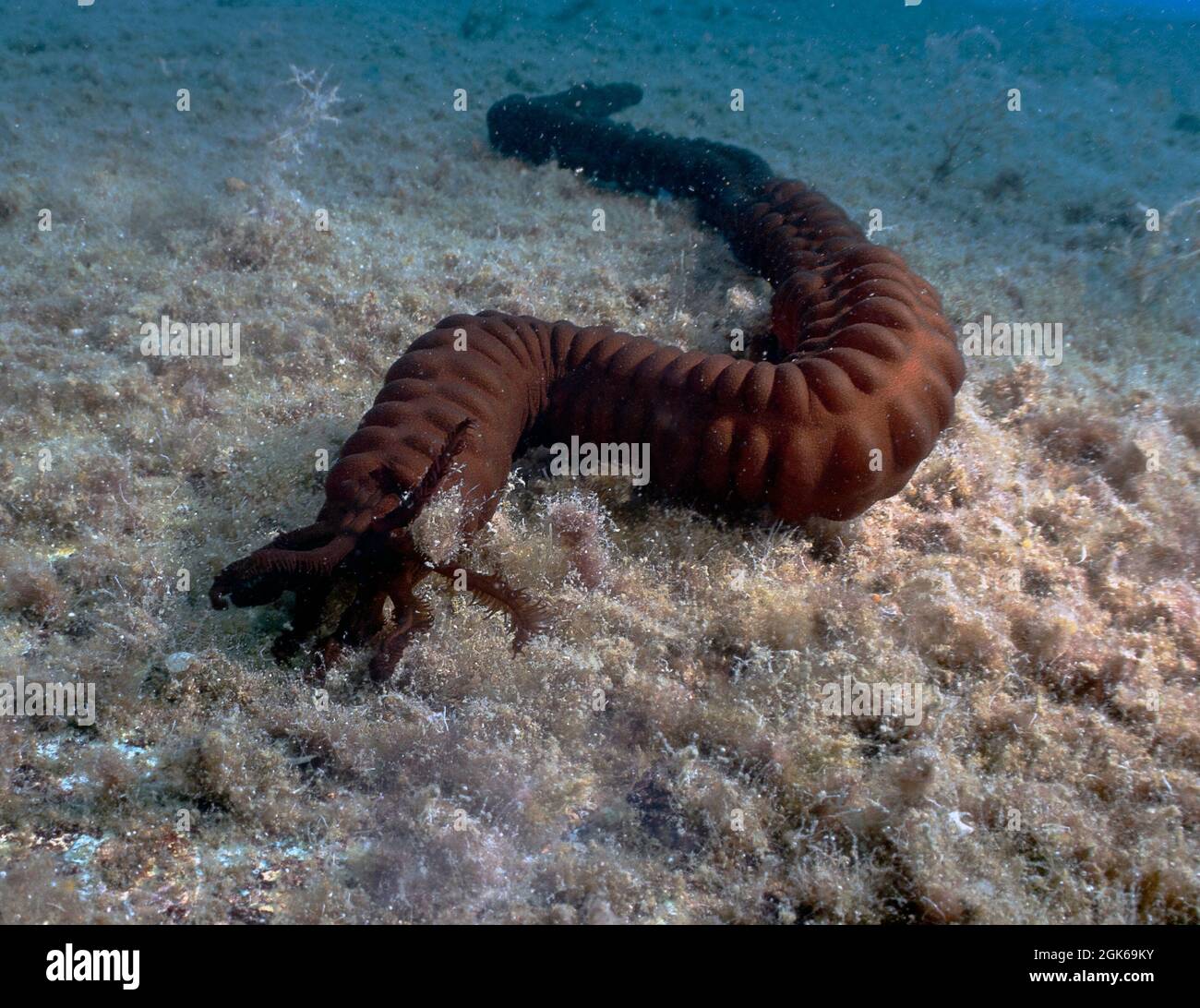 The Synaptula reciprocans sea cucumber was only discovered in the Mediterranean Sea in 1986. This specimen was found in Cyprus. Stock Photo