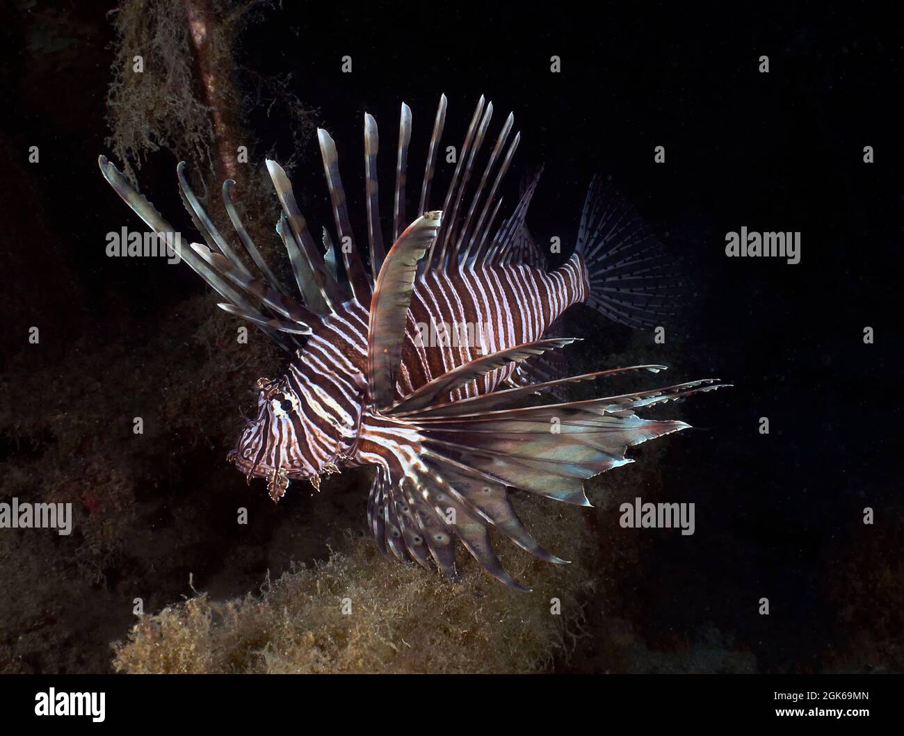 A Common Lionfish (Pterois volitans) in Cyprus Stock Photo
