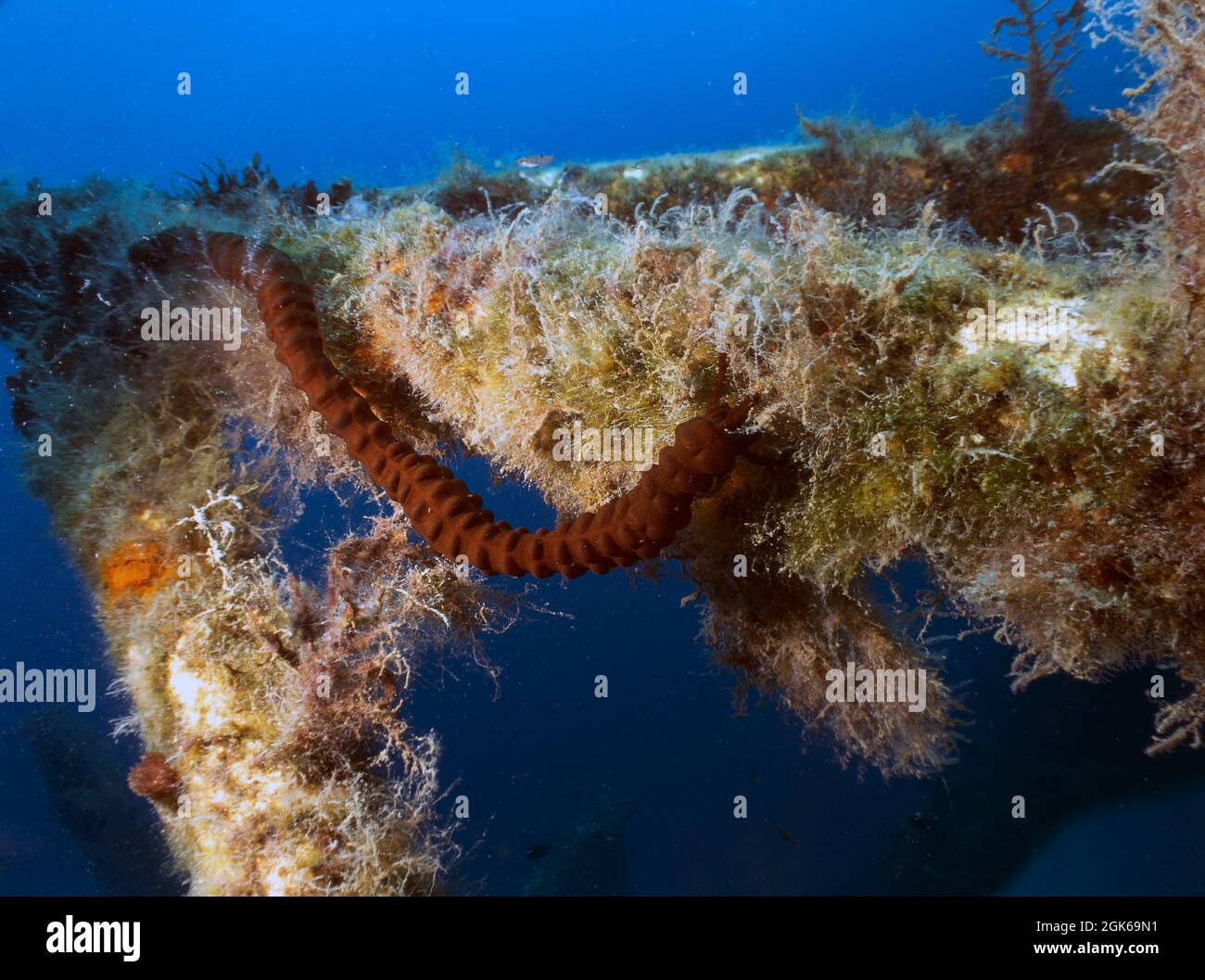 The Synaptula reciprocans sea cucumber was only discovered in the Mediterranean Sea in 1986. This specimen was found in Cyprus. Stock Photo