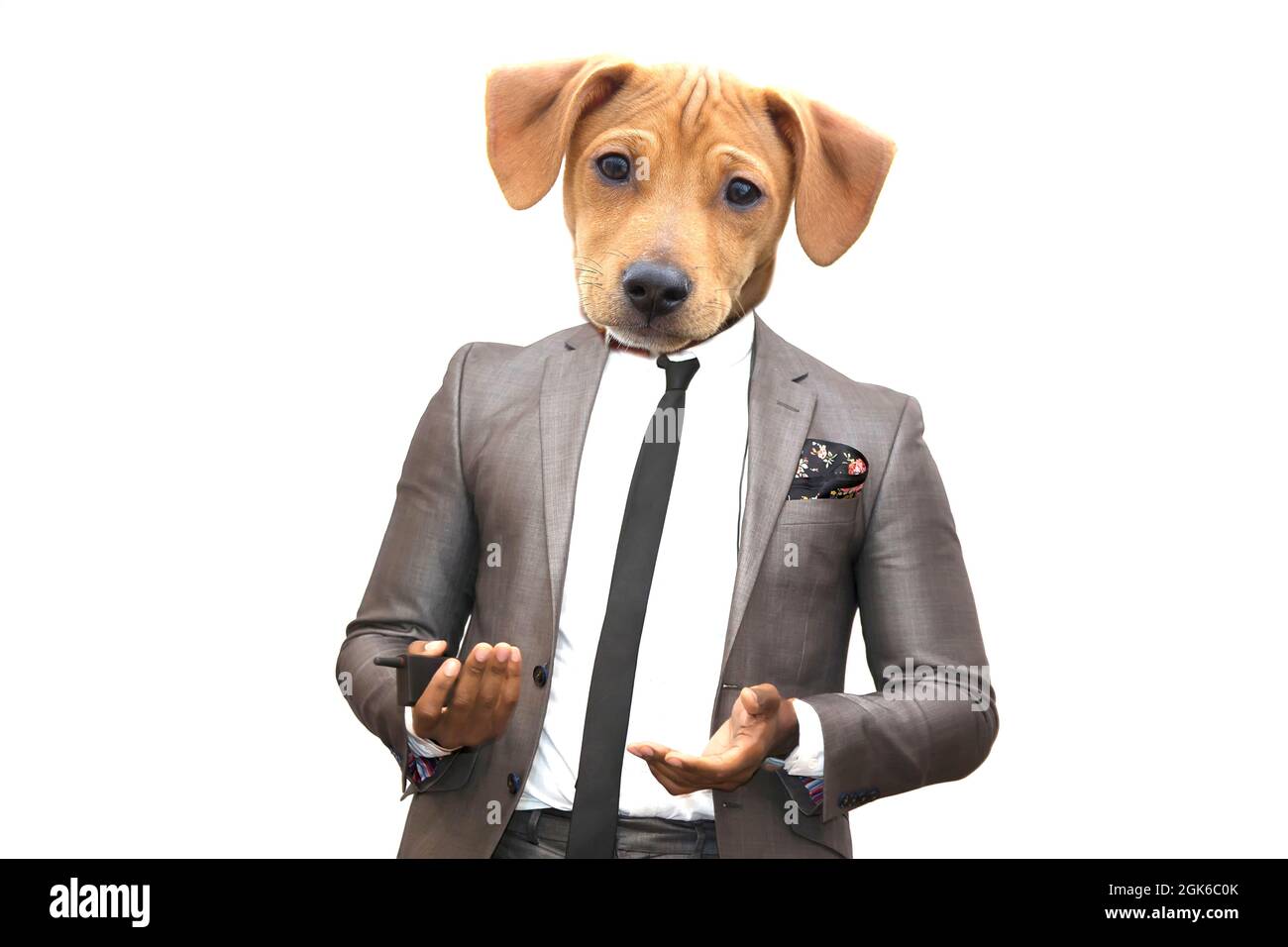 Funny face of a dog in a business suit Stock Photo - Alamy