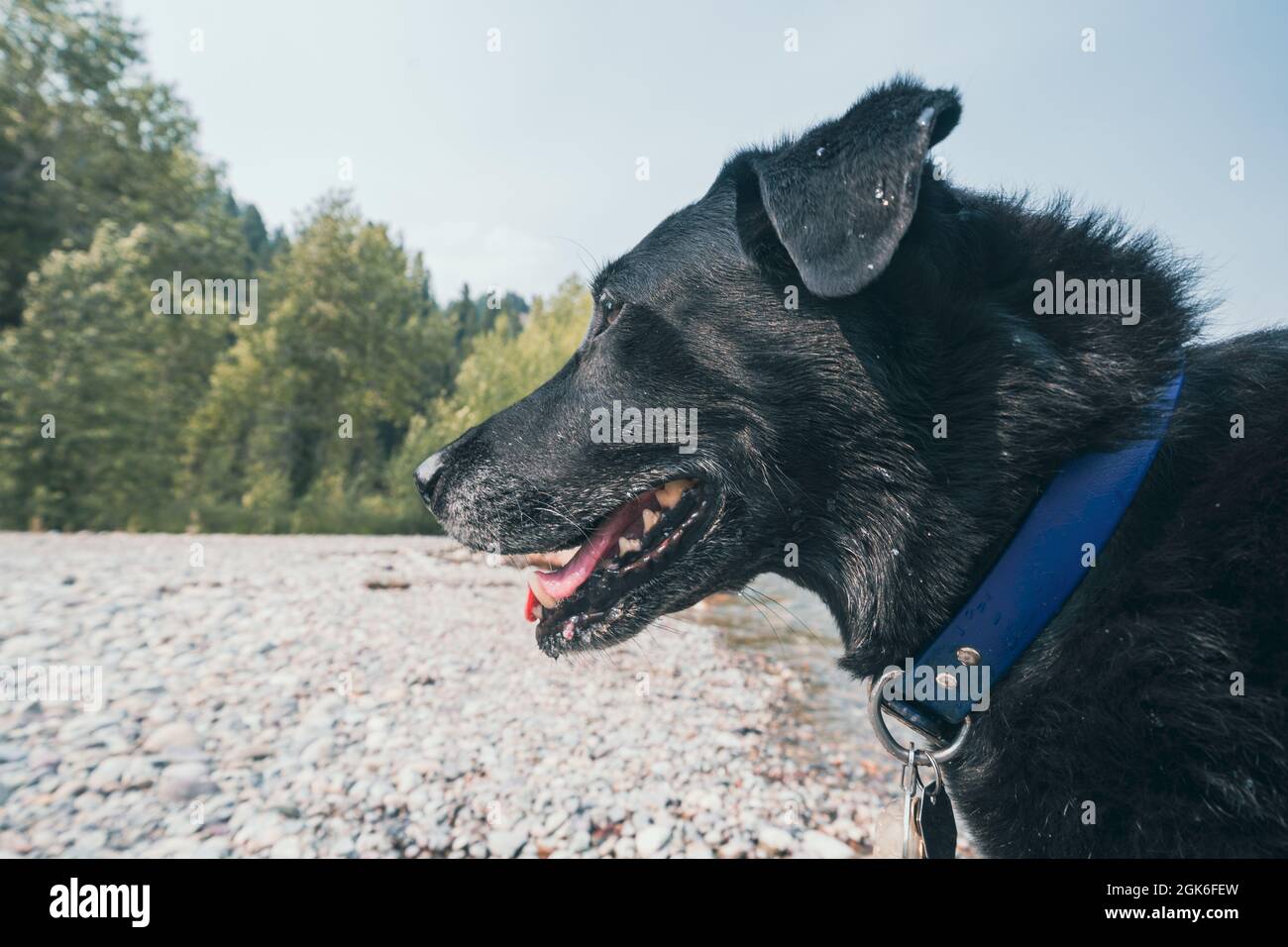 Black labrador retriever dog near a creek and log, playing. Tounge out Stock Photo