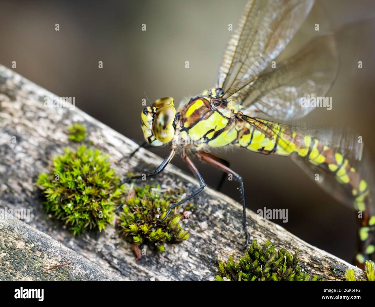 Agile flying insect hi-res stock photography and images - Alamy