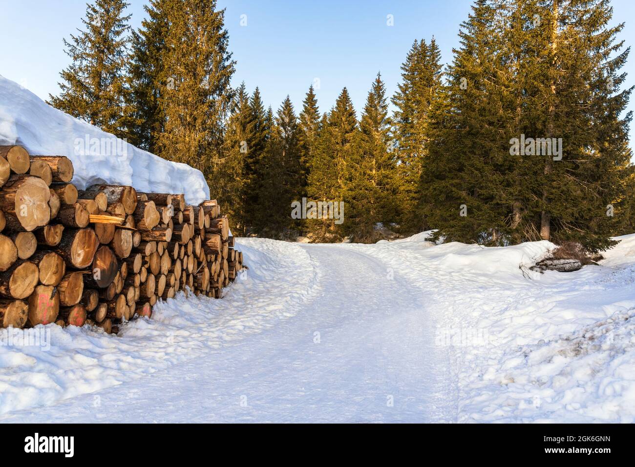 Snow covered stack of logs for timber industry along a narrow snowy road through a pine forest in the mountains at sunset Stock Photo