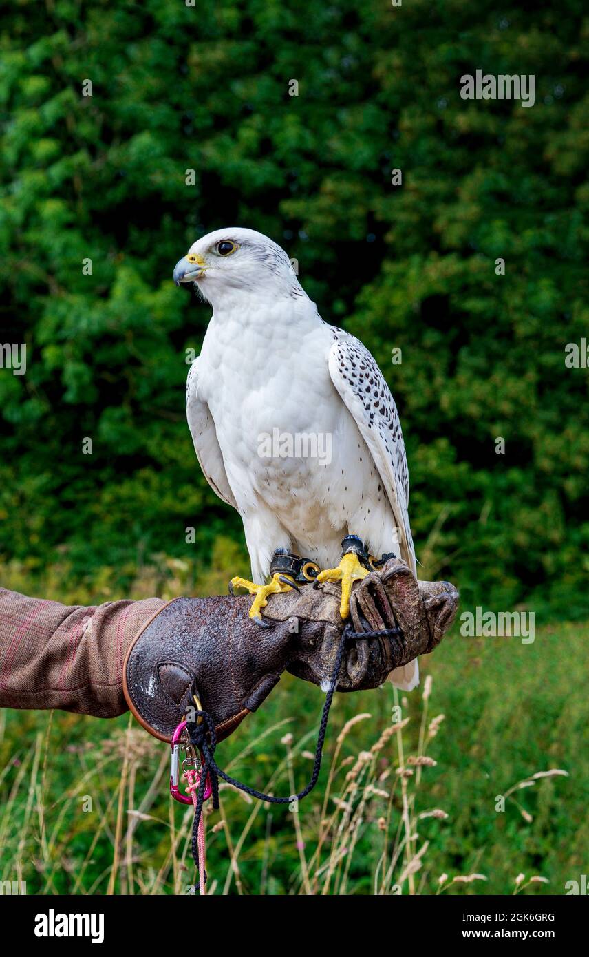 Falconry Days Northumberland Bird of Prey Experience Days