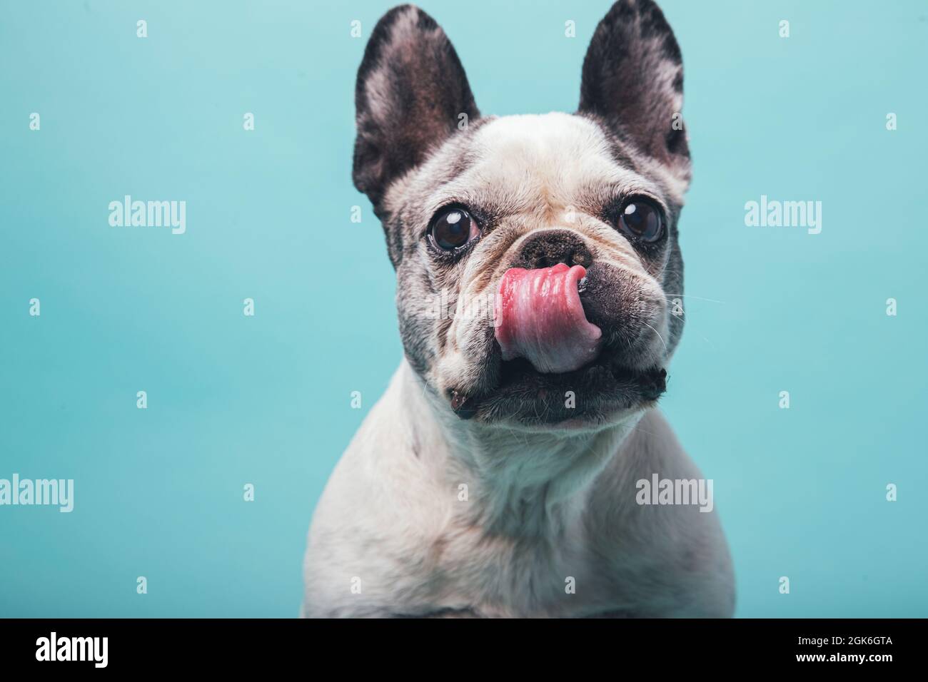 Funny french bulldog licking lips on blue studio background Stock Photo