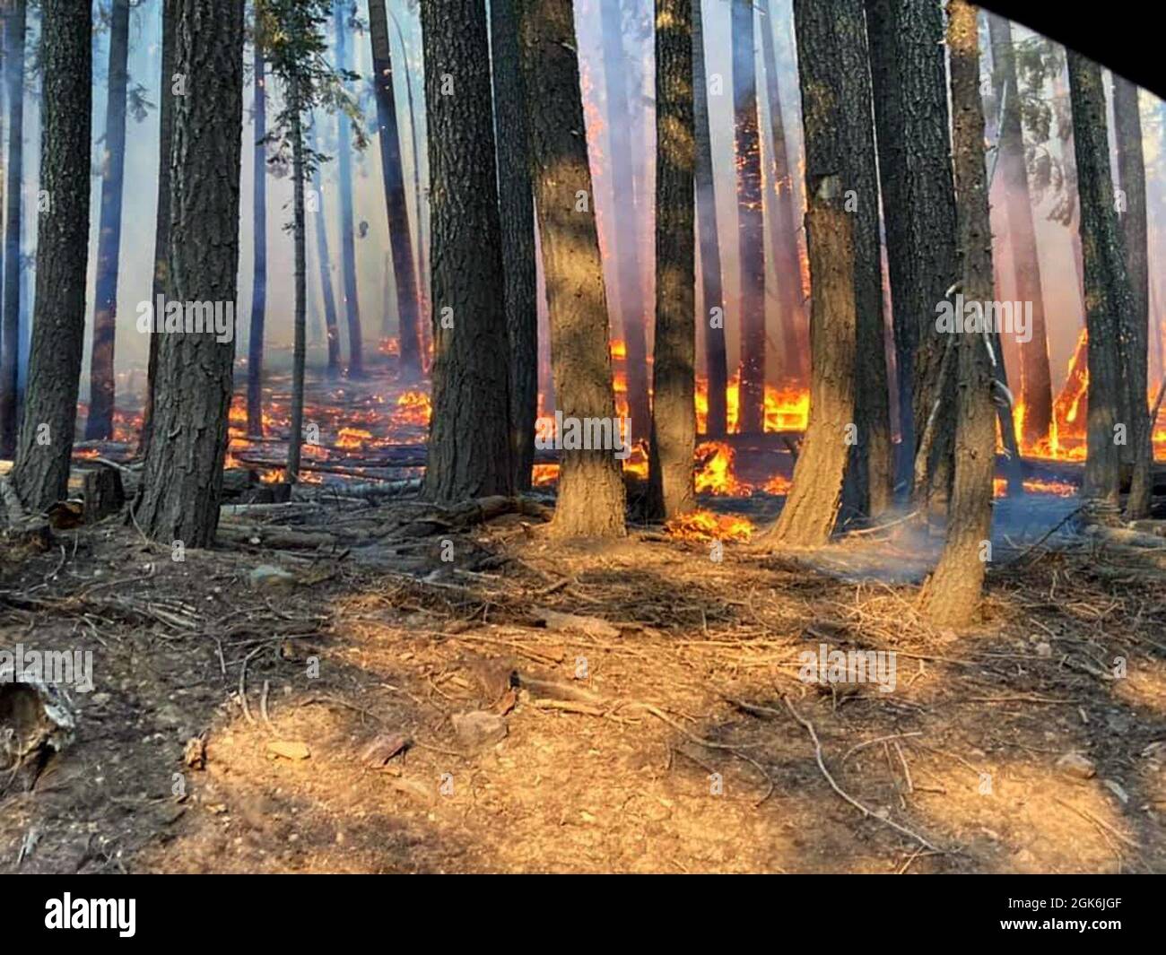 Flames burn around tree trunks as a California National Guard hand crew with Joint Task Force 578 fights the Dixie Fire as part of the mutual aid system in support of CAL FIRE, Aug. 16, 2021, in Northern California. Stock Photo
