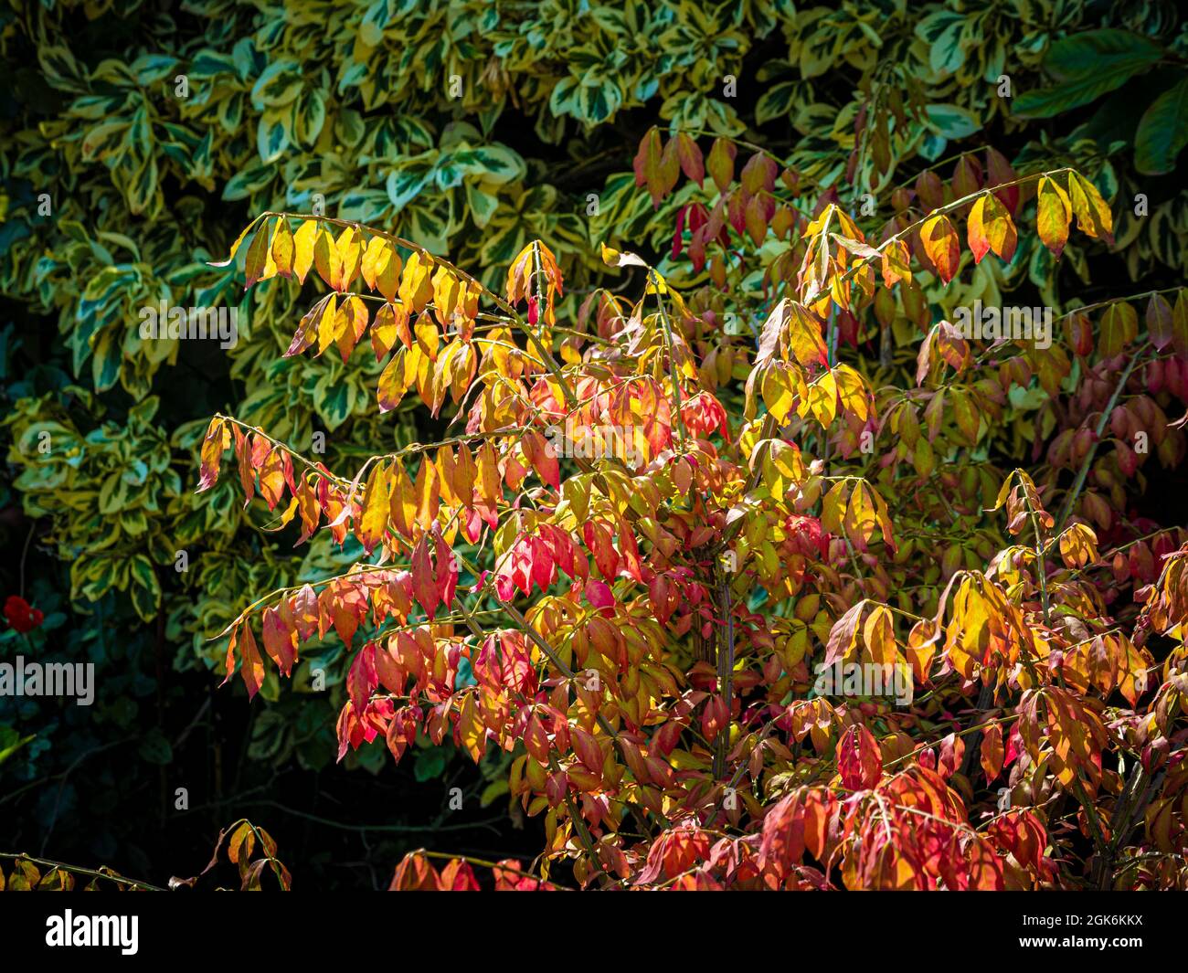 Vibrant leaves of Euonymous Alatus - Burning Bush Euonymus with an evergreen variegated euonymous behind. Stock Photo