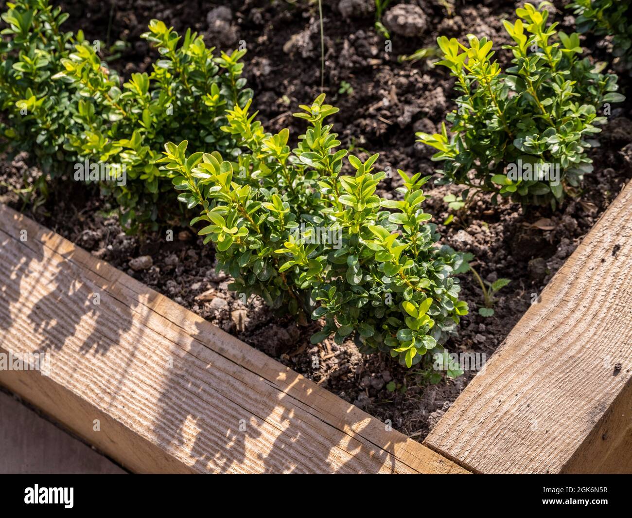 Wooden raised border with newly planted box hedge in a UK garden. Stock Photo