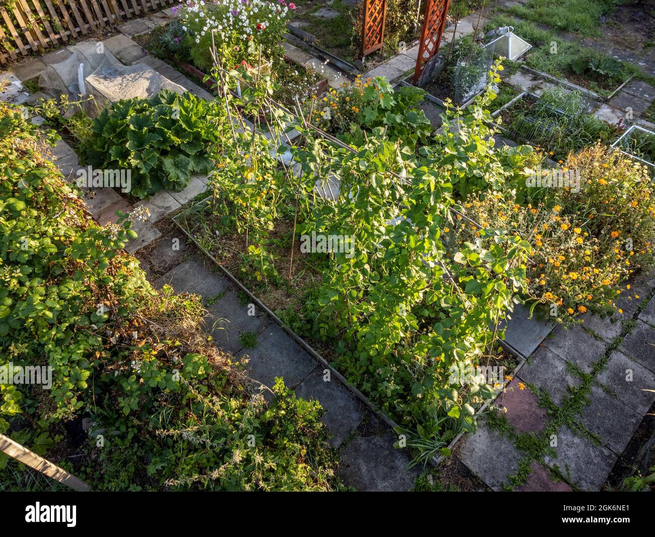 Elevated view of runner beans and other crops growing in raised beds in a UK allotment. Stock Photo