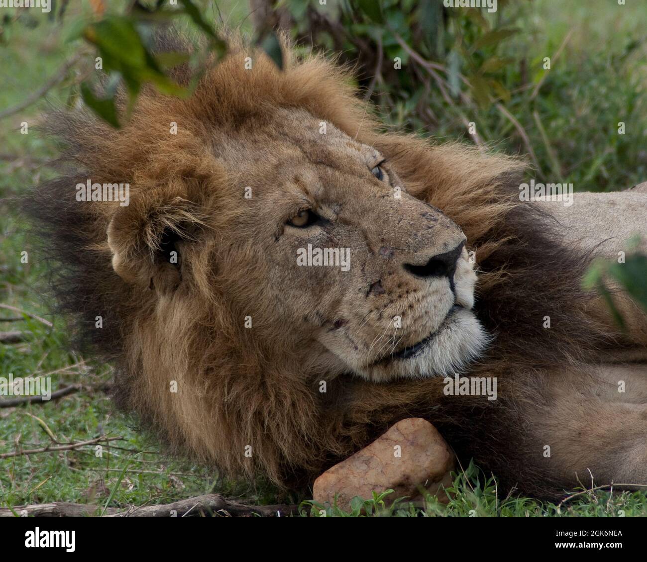 Lion masi mara hi-res stock photography and images - Alamy