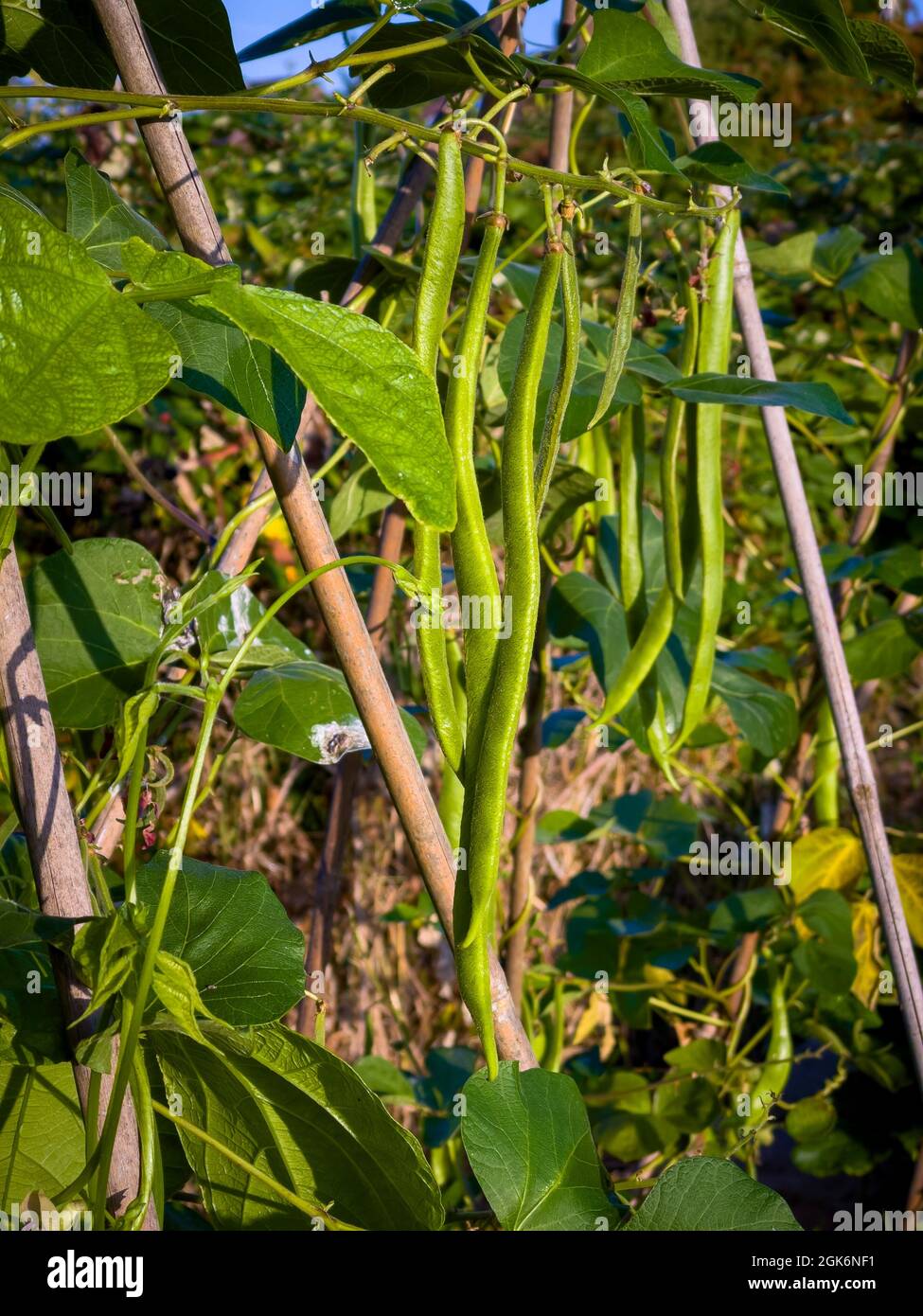 Runner beans canes hires stock photography and images Alamy