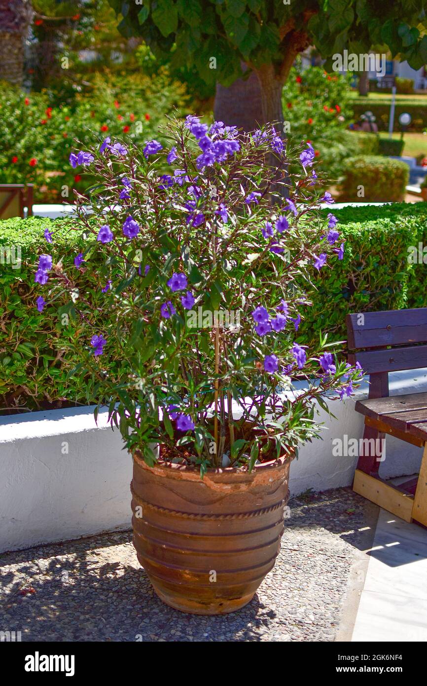 A large pot with a flowering bush on a sunny summer day. Stock Photo