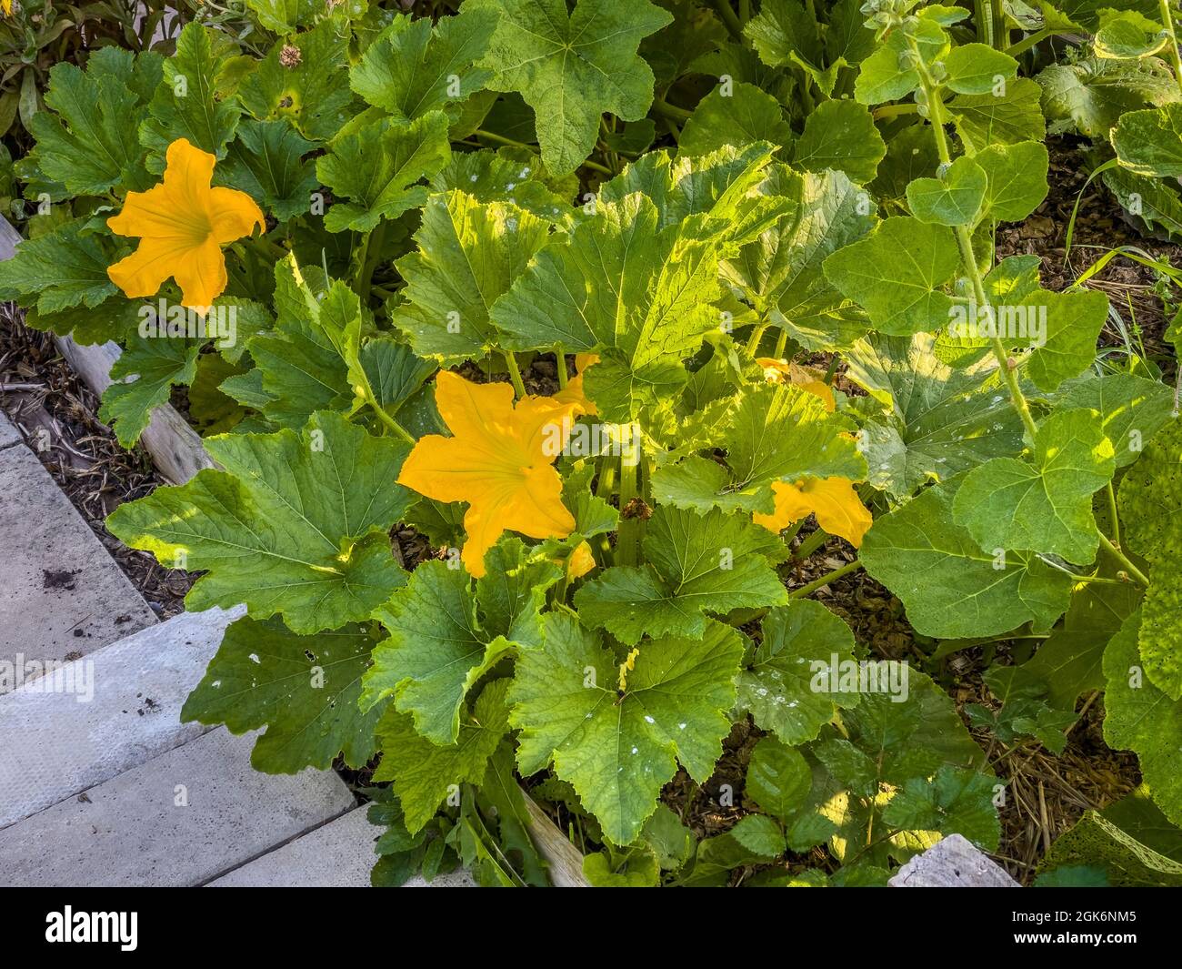Courgette plant with yellow flowers hires stock photography and images