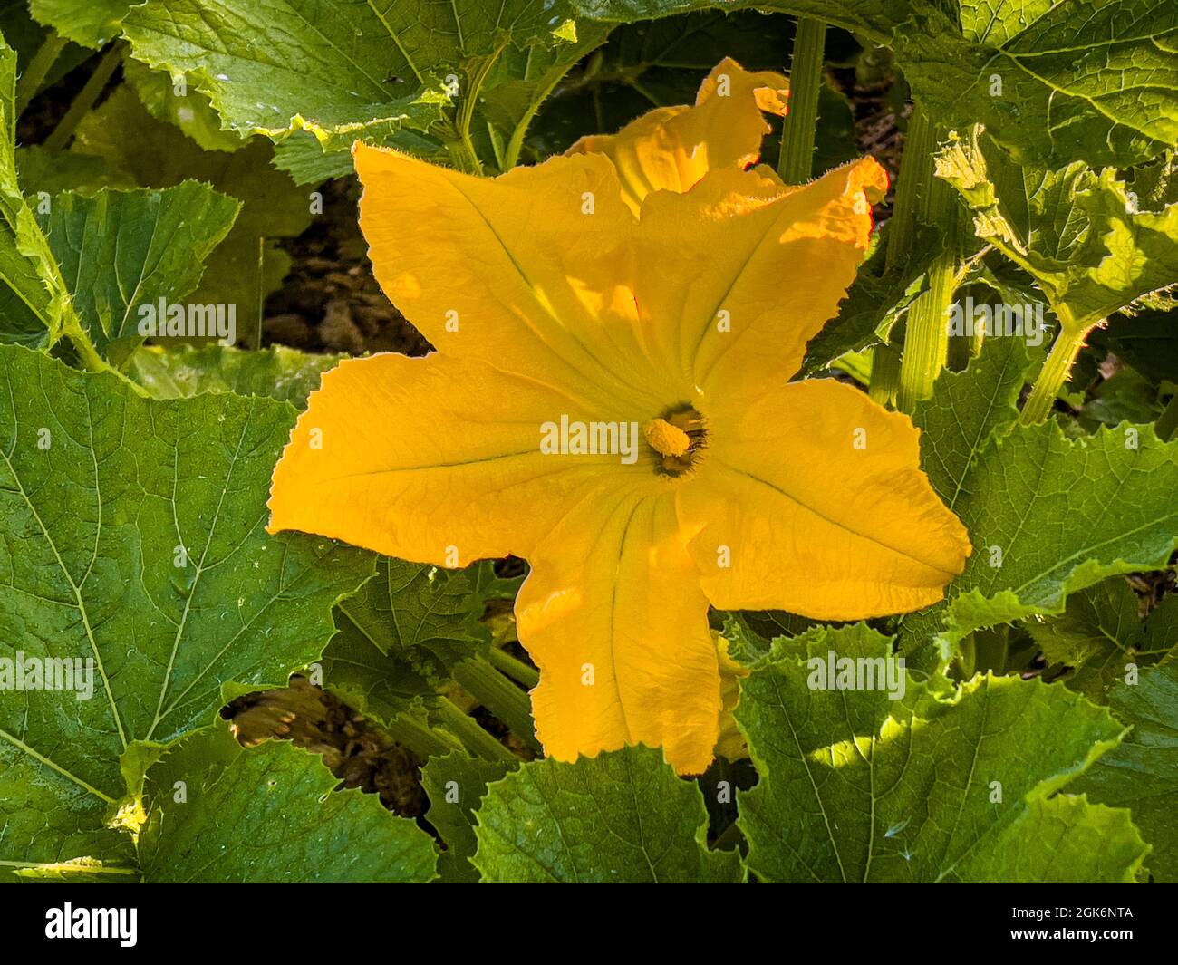 Yellow male edible courgette flower growing in a UK allotment. Stock Photo