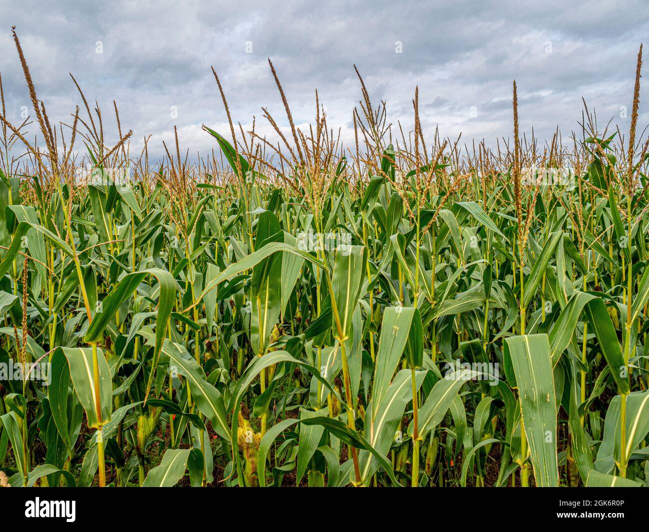 Corn growing in field Stock Photo - Alamy