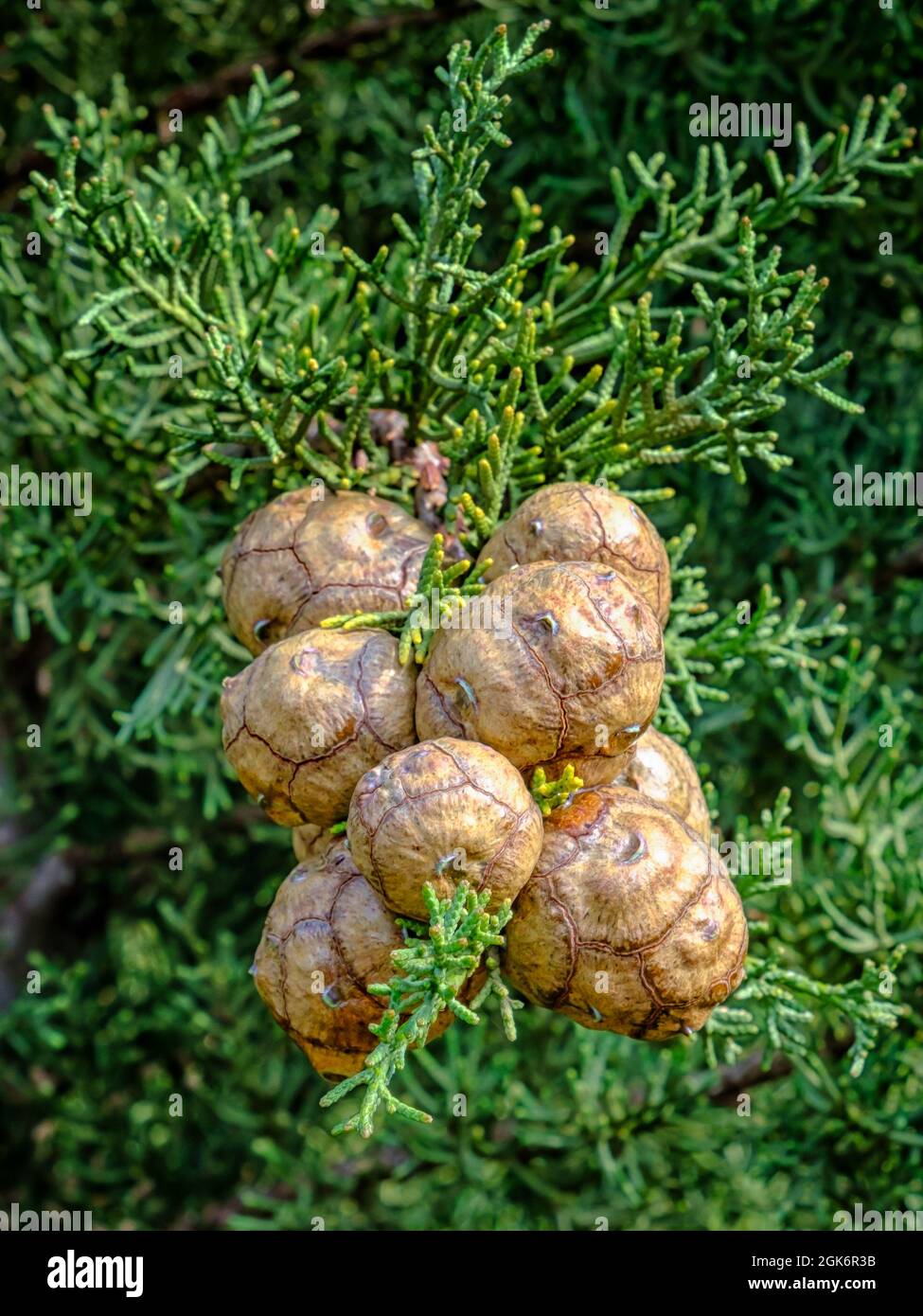 Round brown cones on branch of Mediterranean cypress. Stock Photo