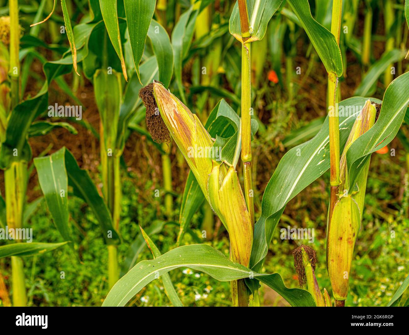 Corn growing in field Stock Photo
