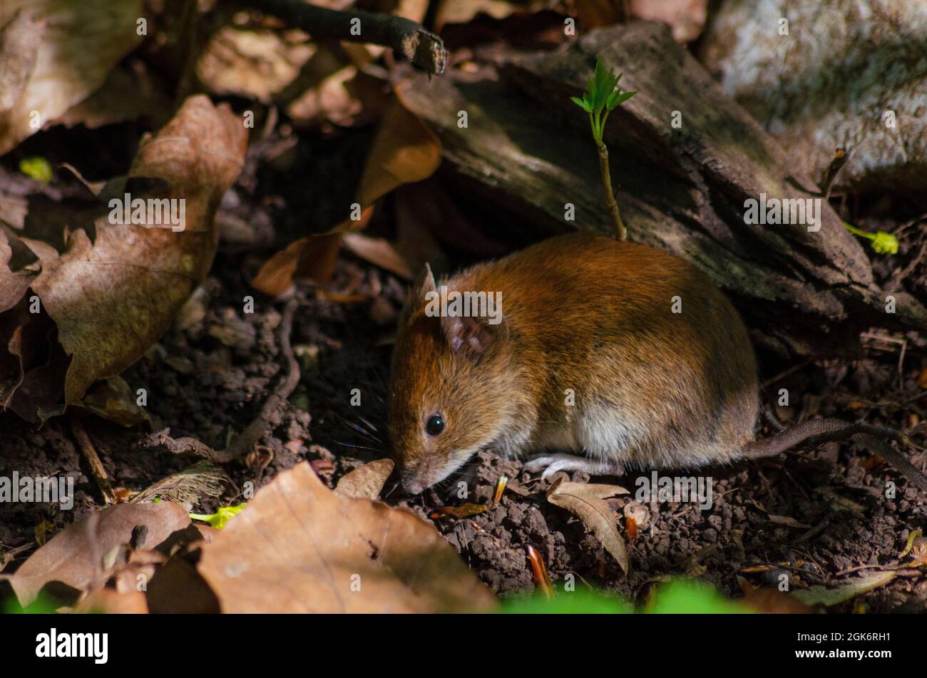 Yellow-necked wood mouse ( Apodemus flavicollis ) in woodland near Brasov, Romania - Photo: Geopix Stock Photo