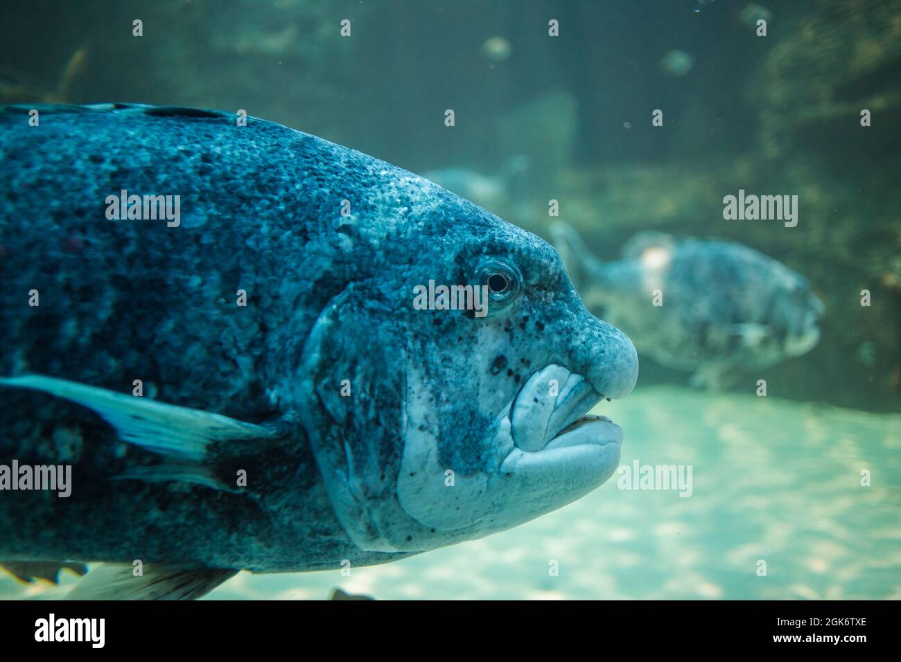 Black mussel cracker hires stock photography and images Alamy