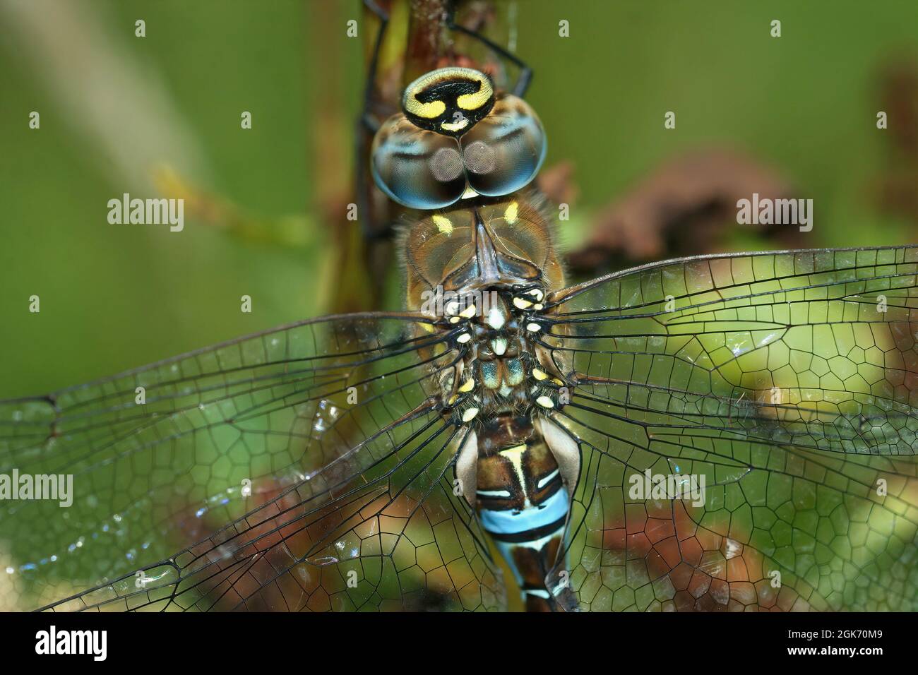 Closeup on a blue colorful Migrant hawker dragonfly, Aeschna mixta Stock Photo