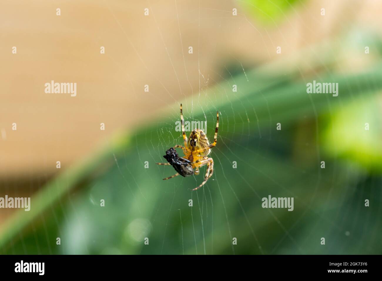Closeup of a garden spider on the web on the background of a plant ...