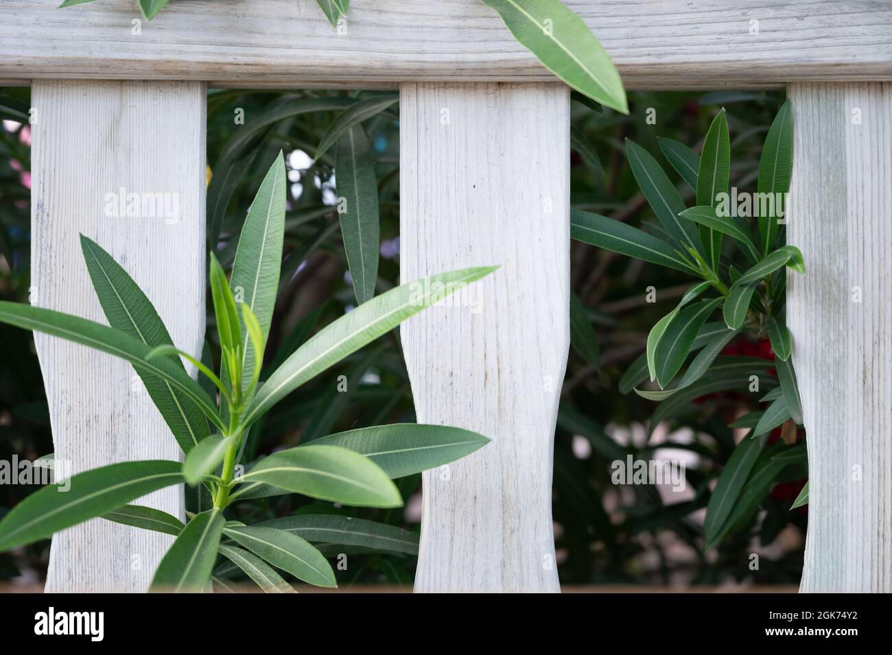 White fence cage leaves hi-res stock photography and images - Alamy