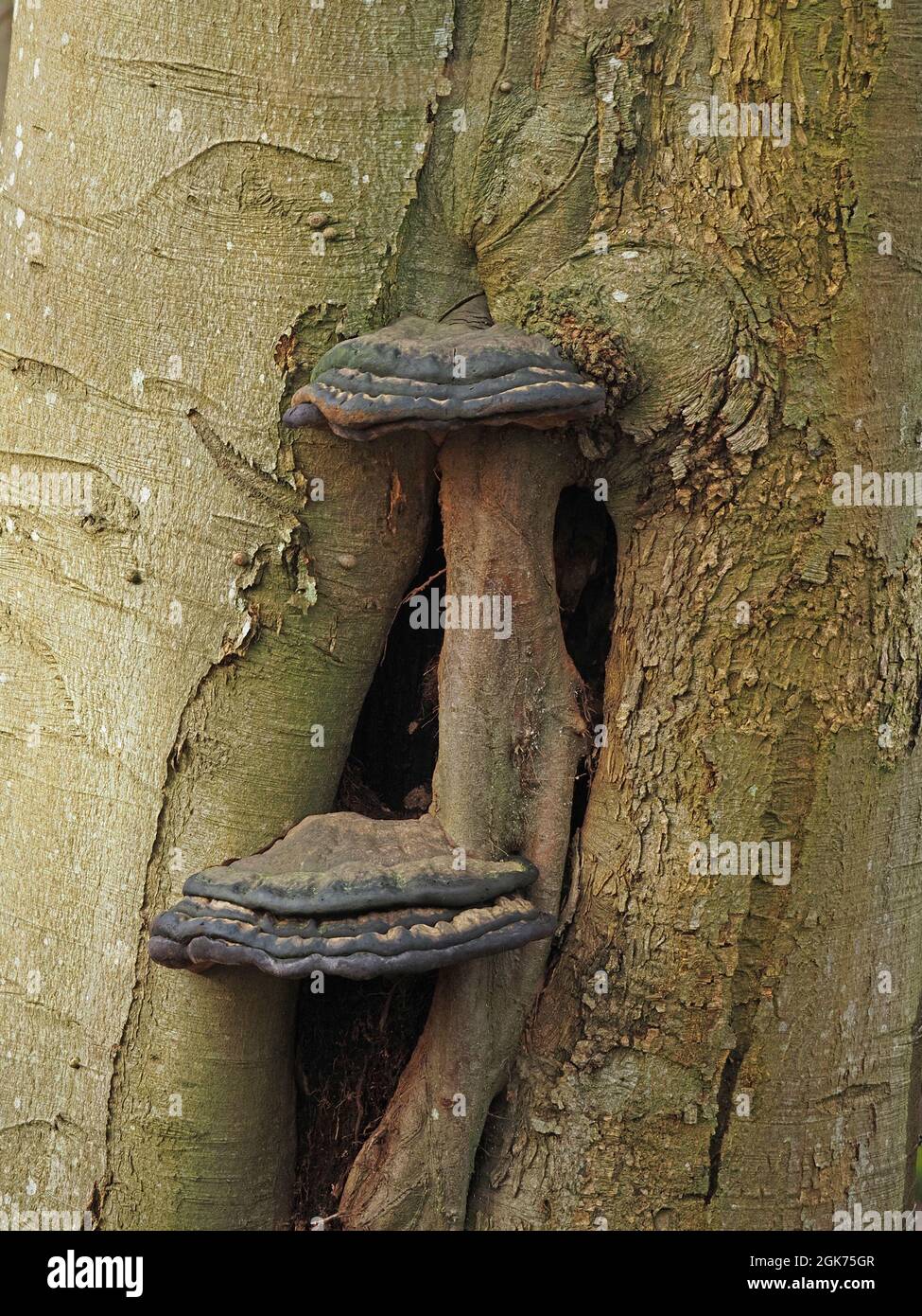 two mature fruiting bodies of black polypore bracket fungus growing in and above cavity in mature beech tree (Fagus sylvatica) Cumbria, England, UK Stock Photo