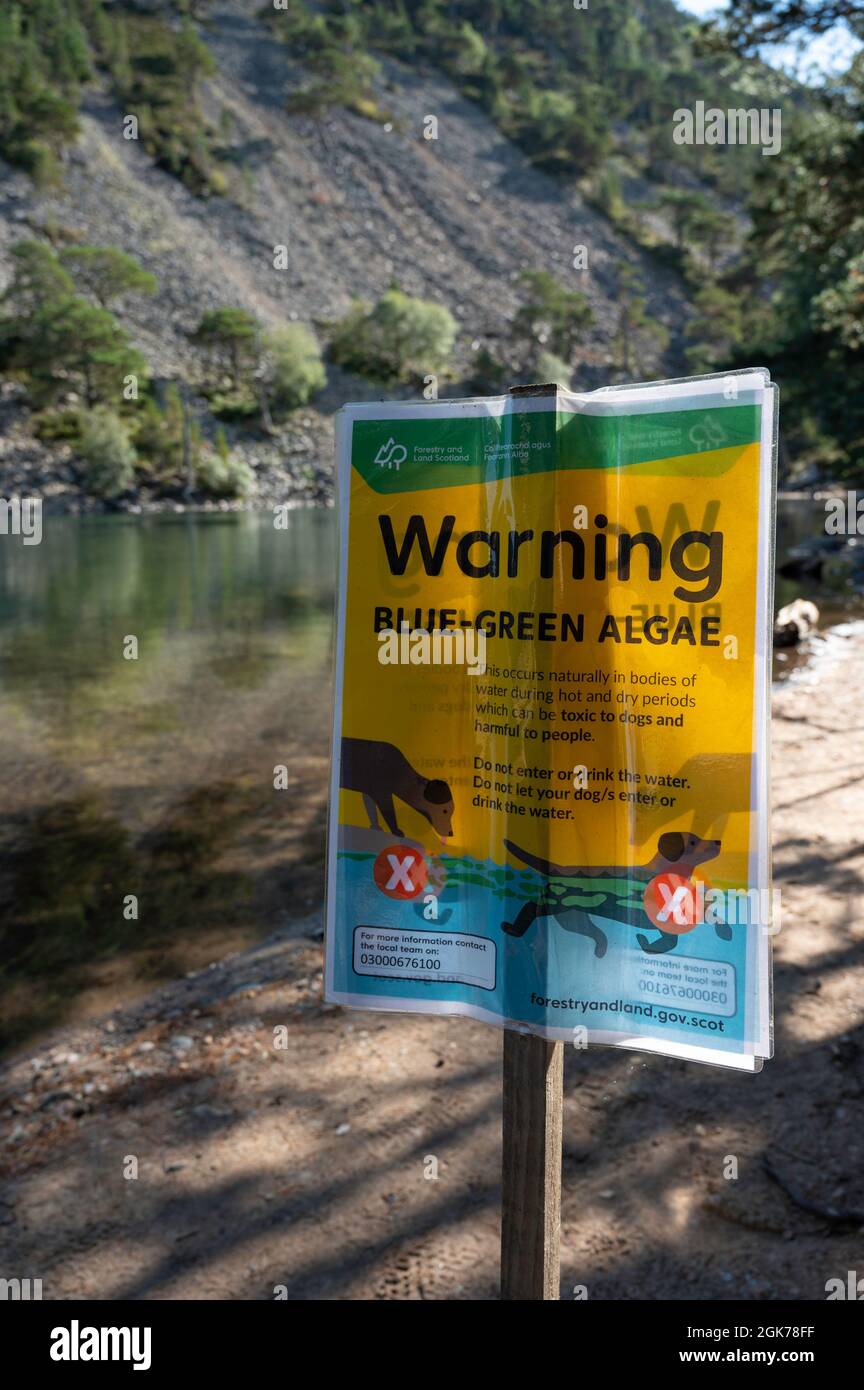 Warning sign for blue green algae at the Green Lochan near Glenmore in Scotland. Blurred background of lochan and hillside. Sunny day, no people. Stock Photo