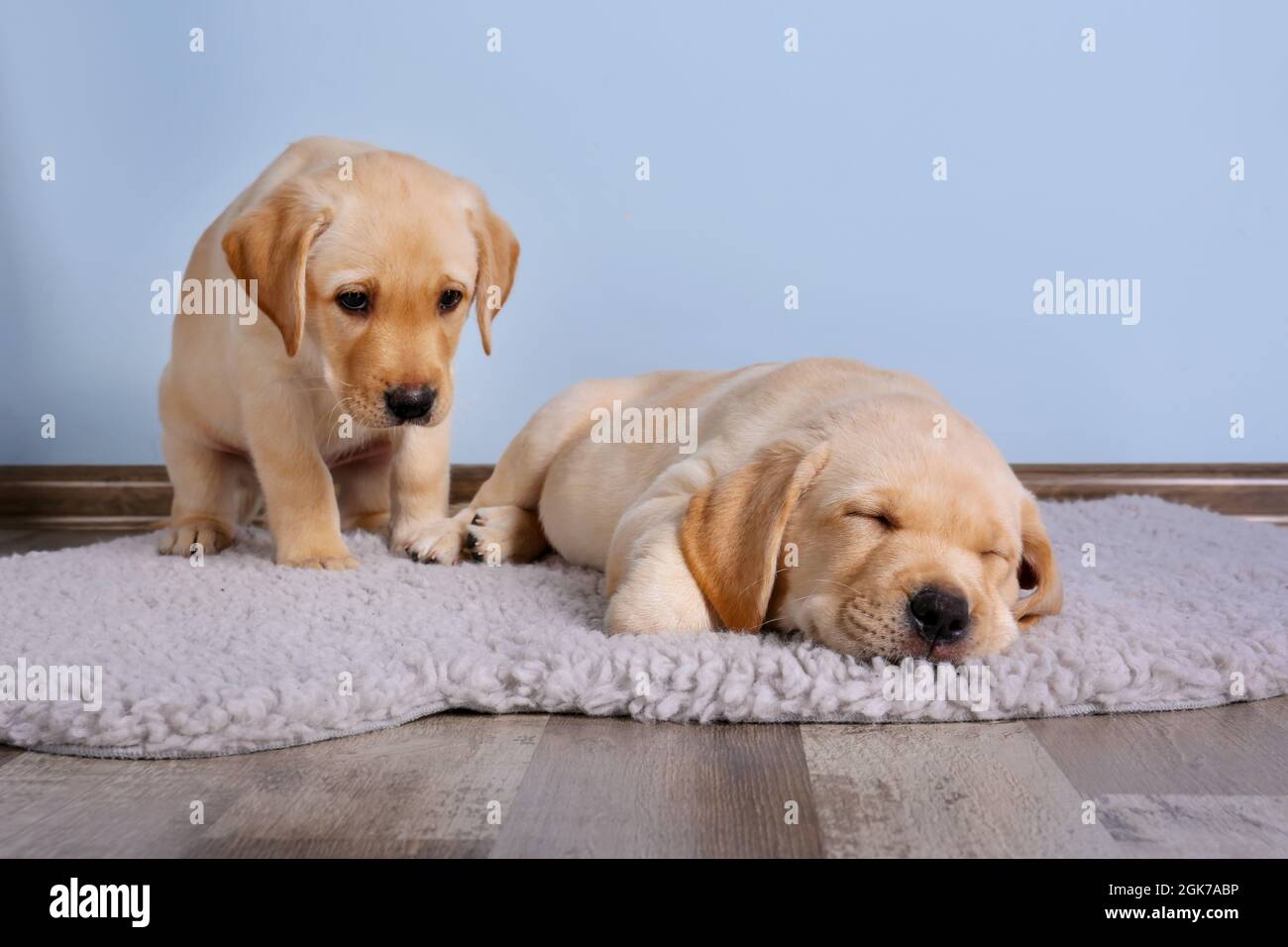 Cute Labrador Retriever Puppies On Dark Background Stock Photo Alamy