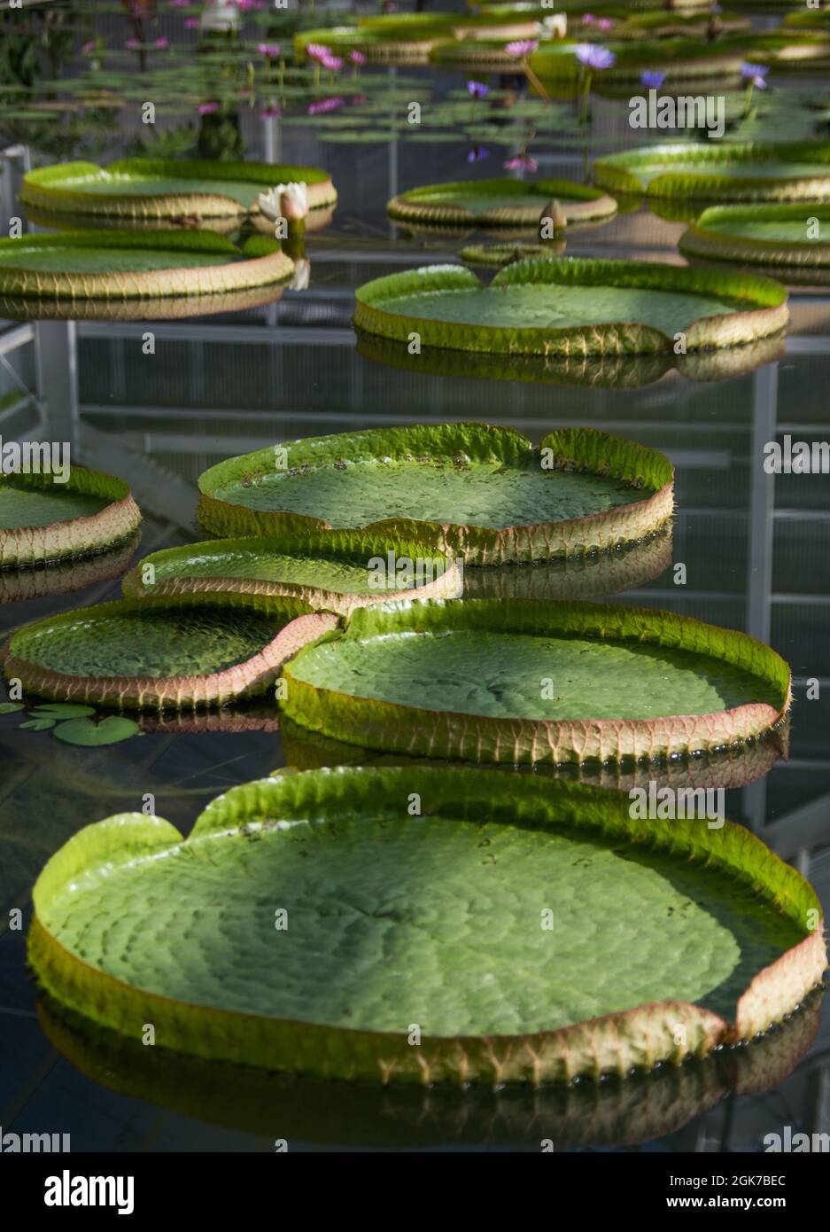 Large Water Lilly leaves floating in a Japanese lakeside, Beppu, Oita Prefecture, Japan Stock Photo