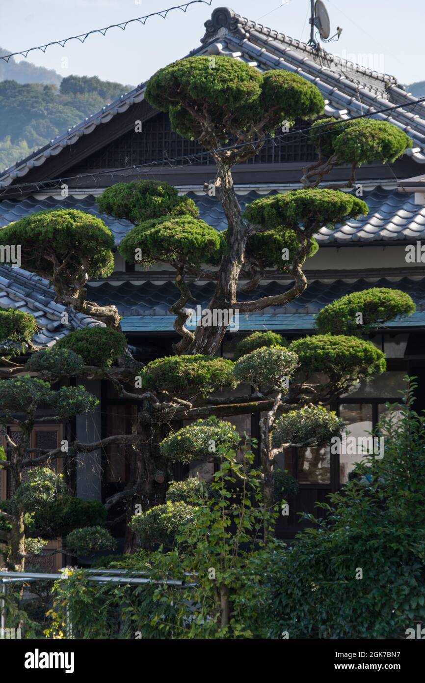 Japanese Niwaki cloud tree growing at the front of a property in Beppu, Oita Prefecture Japan Stock Photo