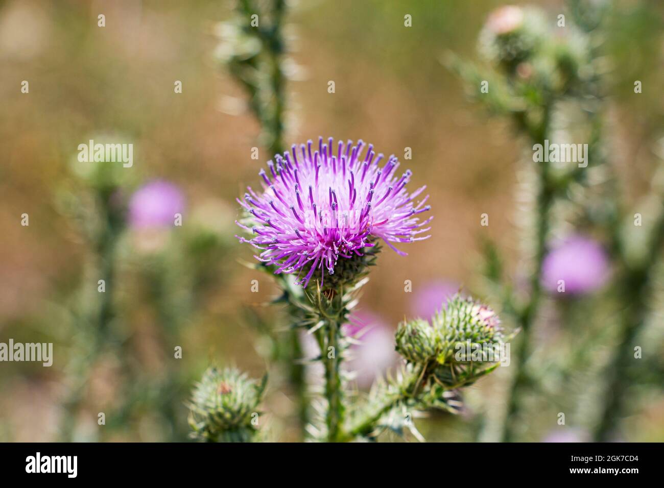 A blooming thistle with pink flowers, in a blooming field Stock Photo