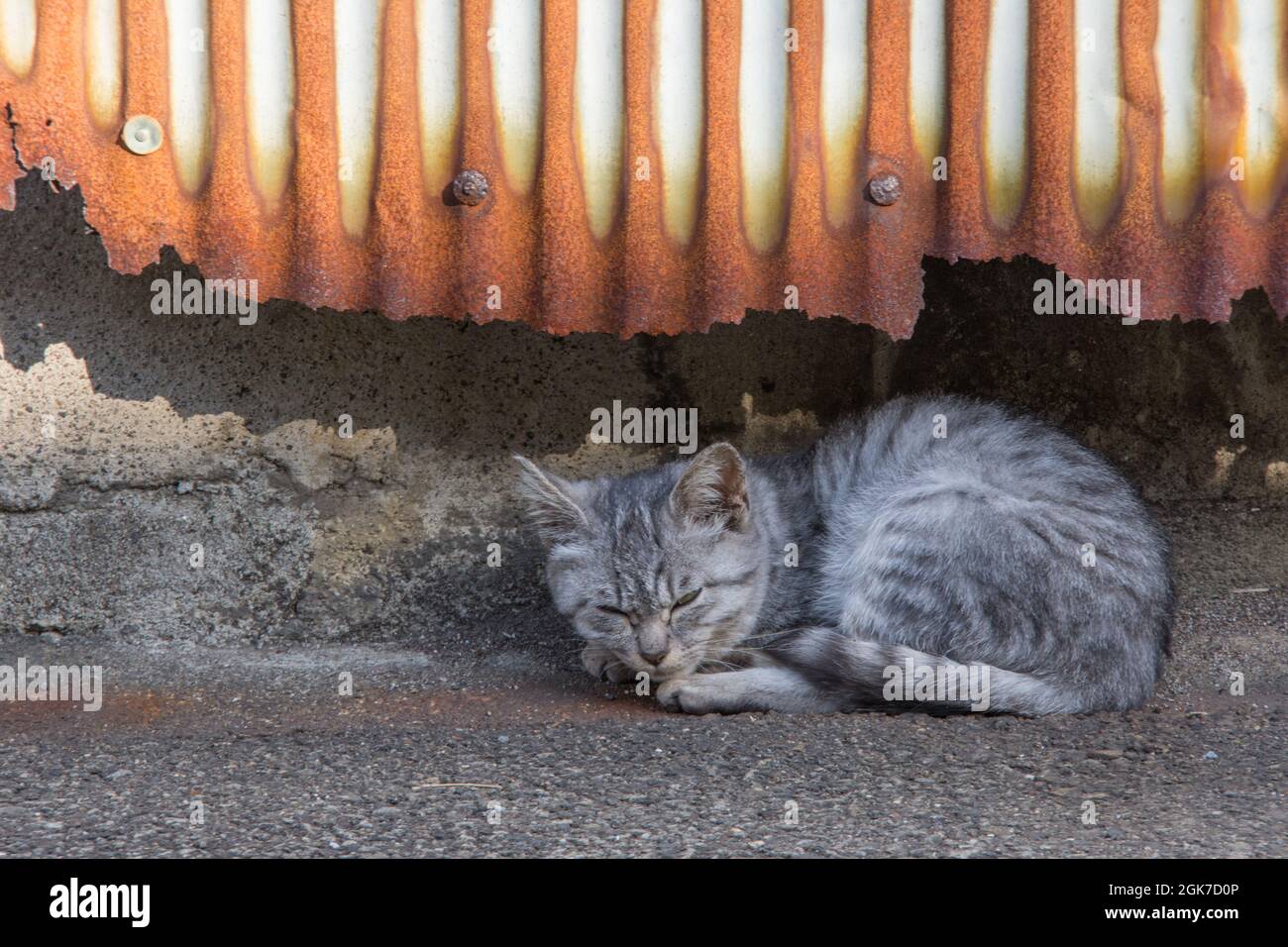 A small grey kitten sleeping under a rusty corregated tin sheet, Beppu, Oita Prefecture, Japan Stock Photo