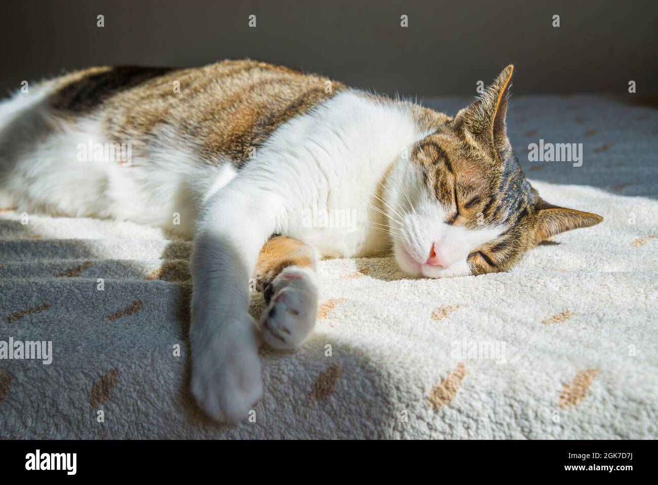 Tabby and white cat asleep sunbathing Stock Photo - Alamy