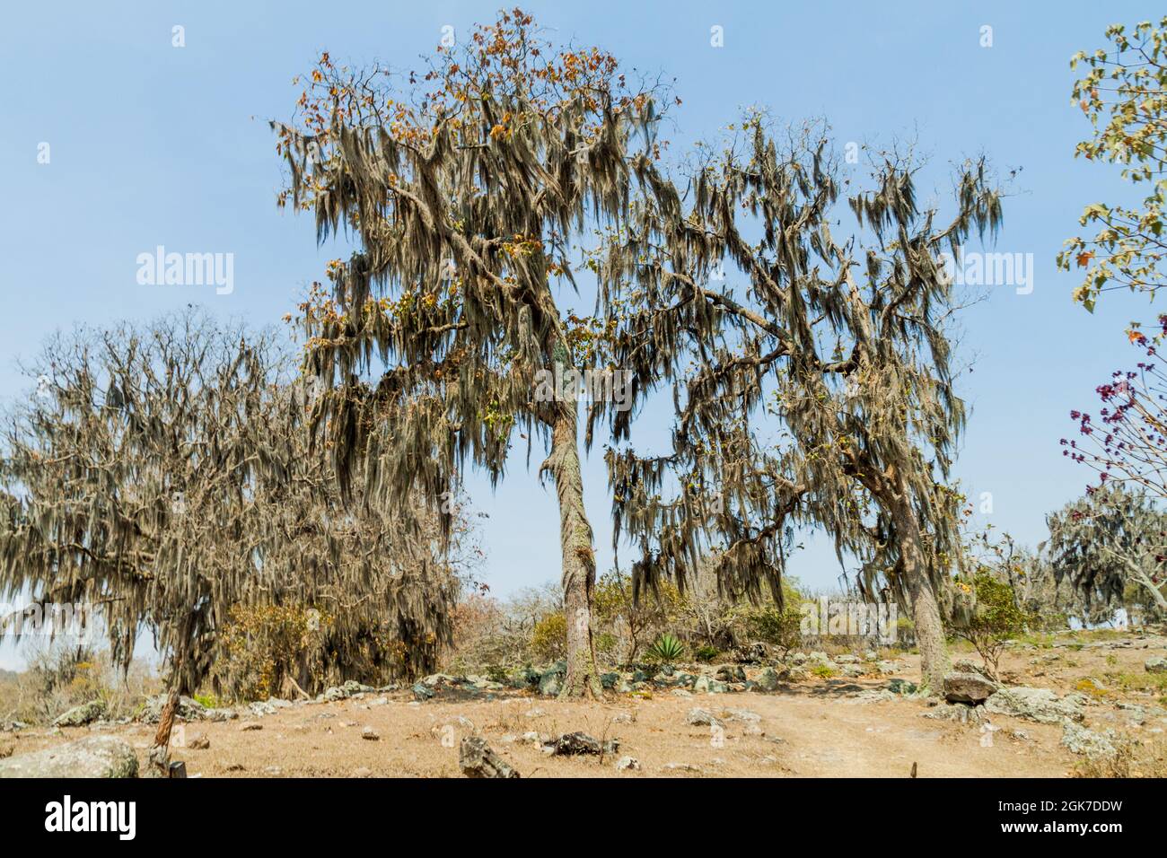 Trees with Spanish moss in Protected Area Miraflor, Nicaragua Stock
