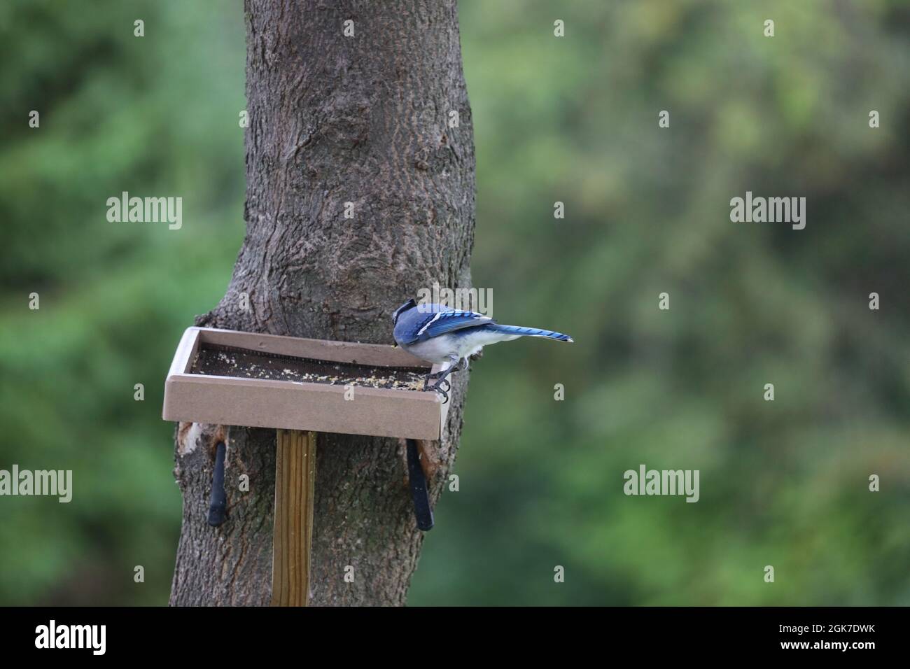 A Female Blue Jay Cyanocitta Cristata Standing On A Platform Bird Feeder Attached To A Maple Tree Looking Away From The Camera In The Summer In Wisc Stock Photo Alamy A Female Blue Jay Cyanocitta Cristata Standing On A Platform Bird Feeder Attached To A Maple Tree Looking Away From The Camera In The Summer In Wisc Stock Photo Alamy
