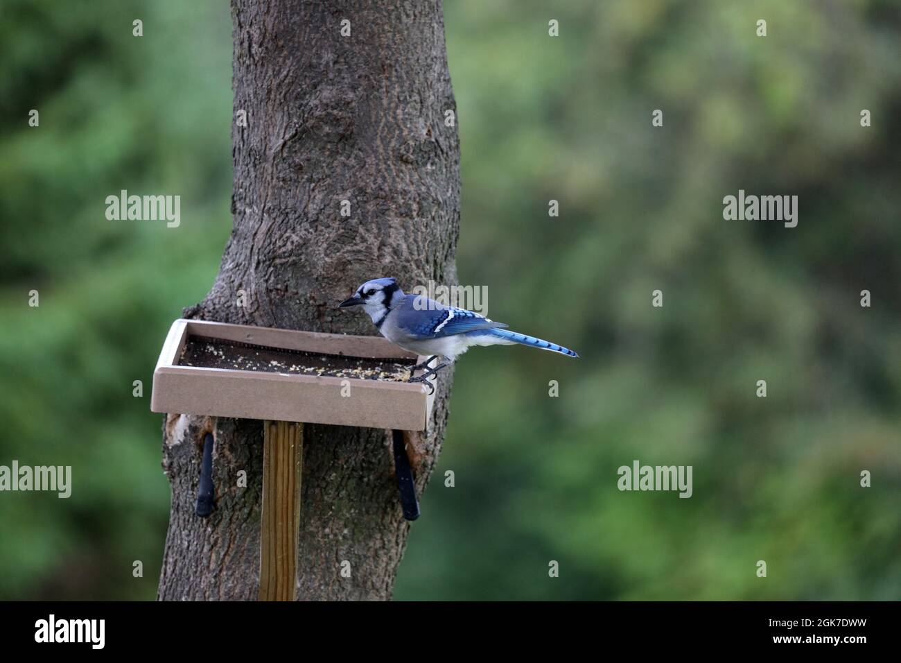 A Female Blue Jay Cyanocitta Cristata Standing On A Platform Bird Feeder Attached To A Maple Tree In The Summer In Wisconsin Stock Photo Alamy A Female Blue Jay Cyanocitta Cristata Standing On A Platform Bird Feeder Attached To A Maple Tree In The Summer In Wisconsin Stock Photo Alamy