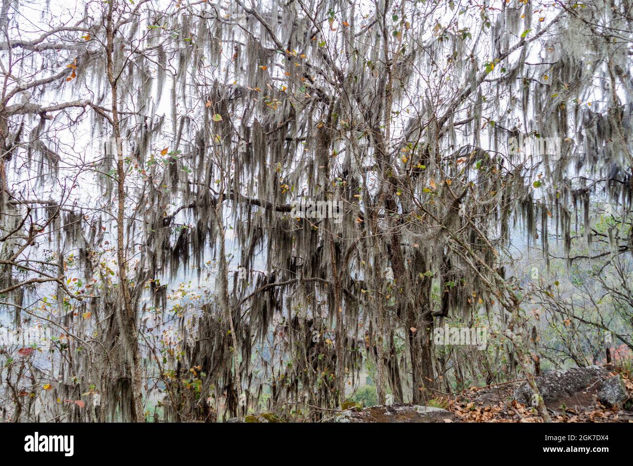 Trees with Spanish moss in Protected Area Miraflor, Nicaragua Stock