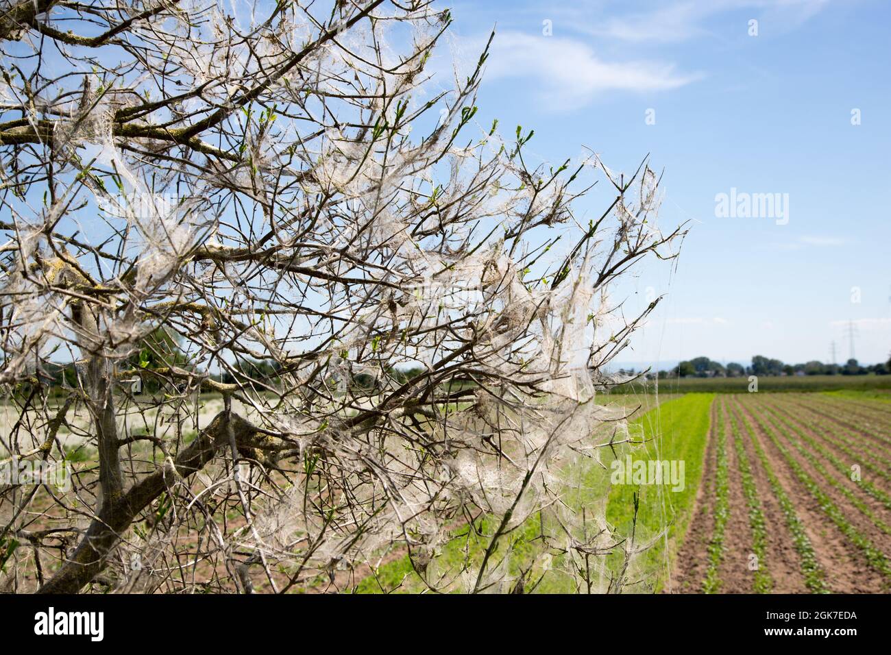 High angle shot of a landscape with blossoming trees on a sunny spring ...