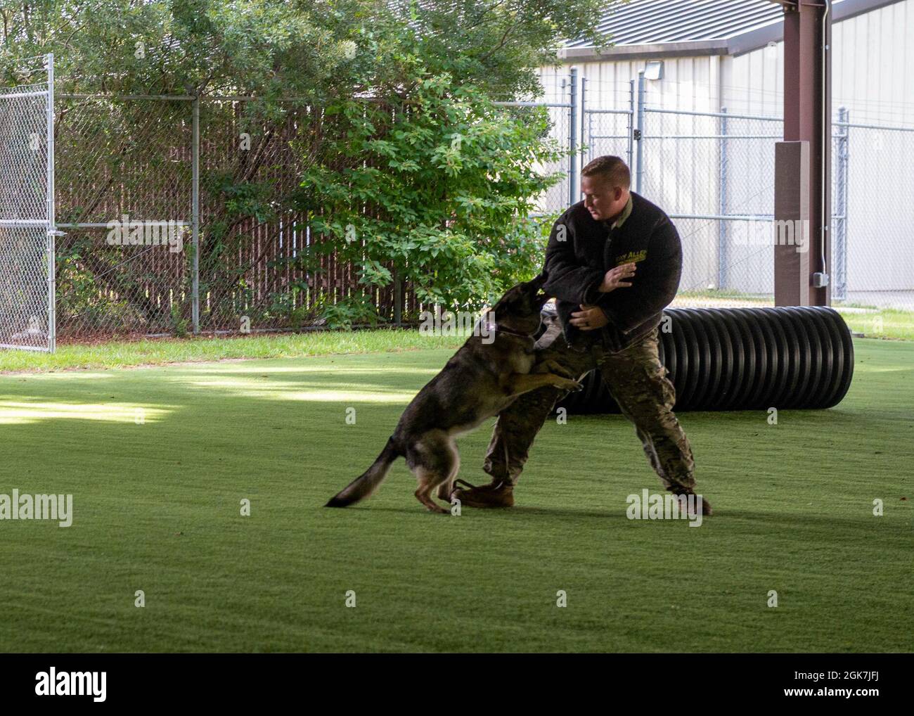 Military working dog Gina, performs her last bite on Staff Sgt. Steven Matias, 4th Security Forces Squadron MWD handler, during Gina’s retirement ceremony at Seymour Johnson Air Force Base, North Carolina, Aug. 26, 2021. Gina worked in many environments, including local bomb threat support, U.S. Secret Service missions and deployments to the Middle East. Stock Photo