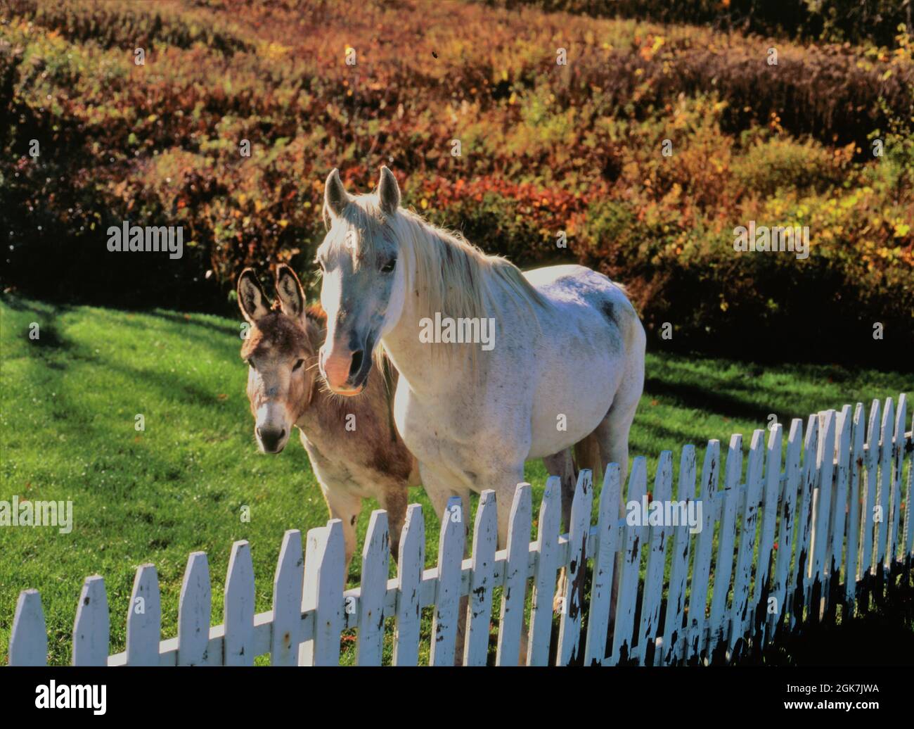 White horse and donkey in Vermont autumn landscape Stock Photo