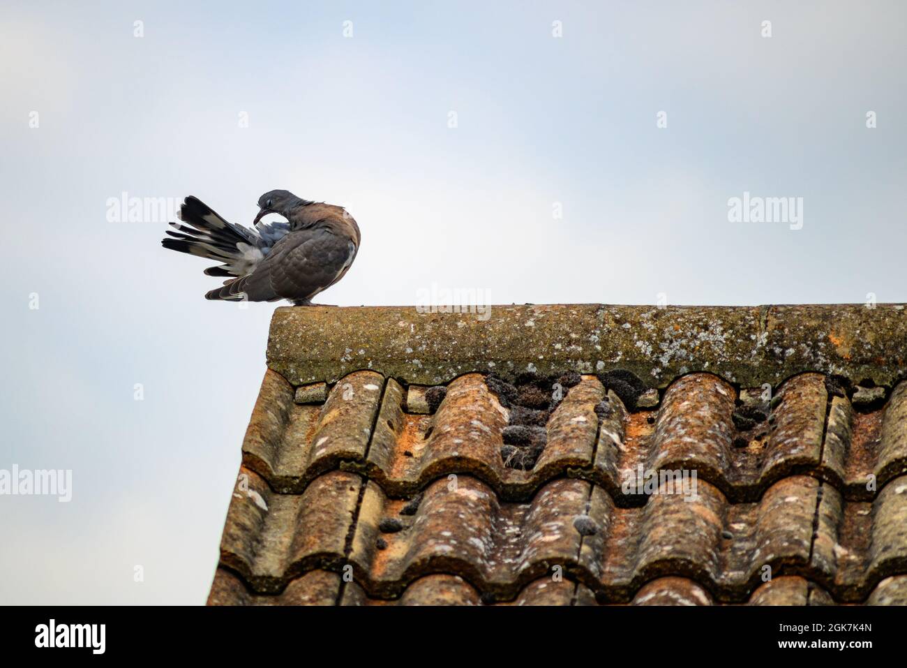 Wood pigeon on roof tiles striking a pose Stock Photo