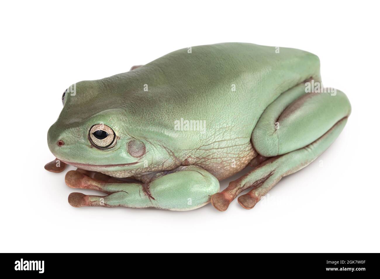 The Australian green tree frog isolated on white background with clipping path and full depth of field Stock Photo