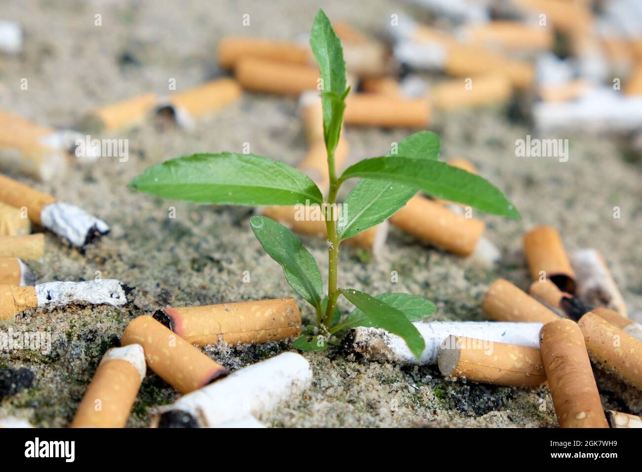 young plant germinates in the sand of a large ashtray filled with