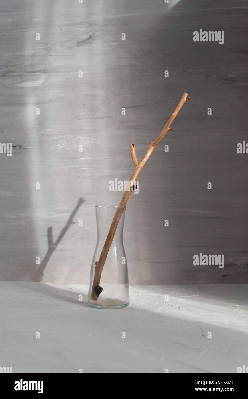 wooden stick in a glass vase with natural sunlight and deep shadows